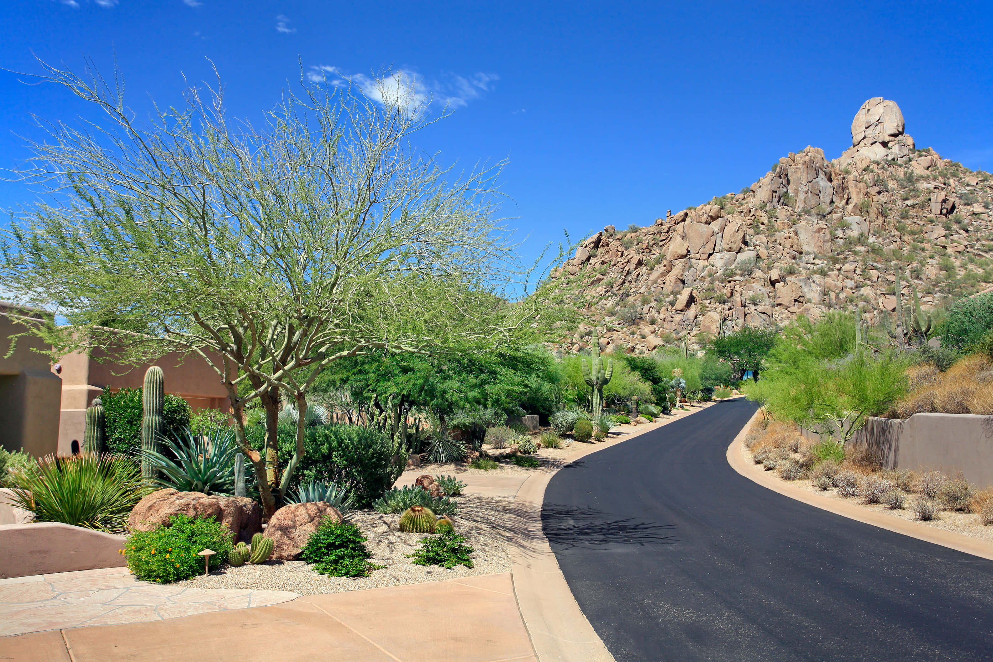 Phoenix Arizona 桌布 壁紙 — 一條蜿蜒的瀝青路穿過沙漠景觀，沿途有仙人掌、多肉植物和岩石山，在清澈的藍天下。