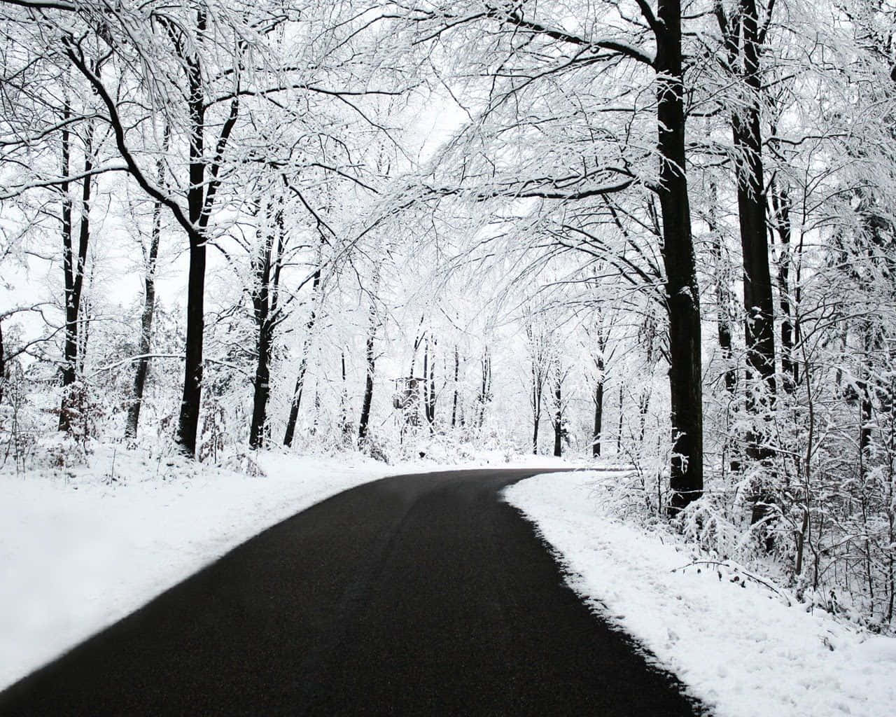 Road 桌布 壁紙 — 一條蜿蜒的瀝青路穿過白雪覆蓋的寧靜冬季森林，光禿禿的樹木在頭頂彎曲。