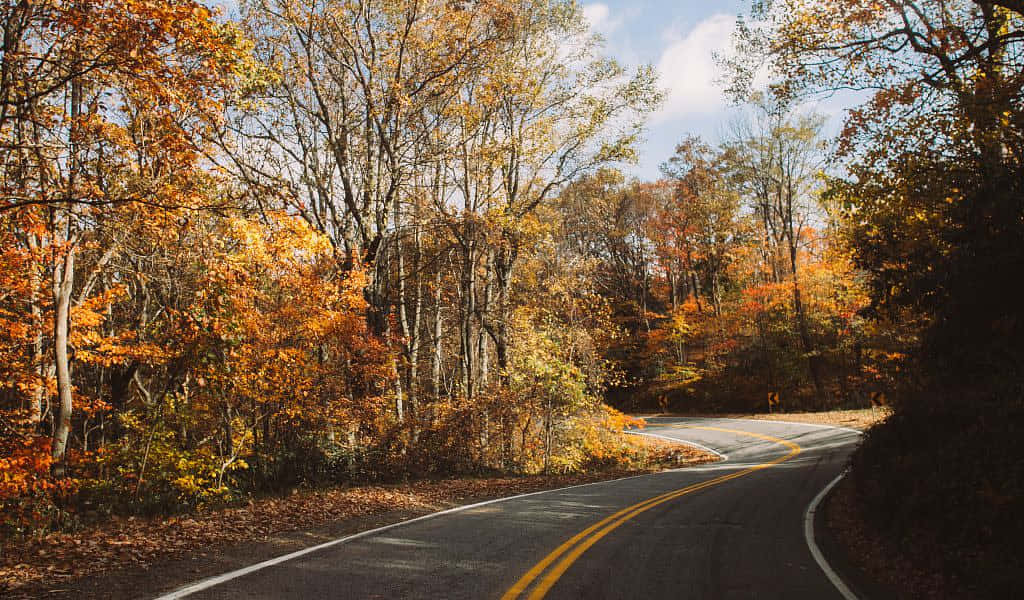 Fall Road 桌布 壁紙 — 一條蜿蜒的瀝青路穿過茂密的森林，在明亮的藍天下，森林裡金橙色的秋葉如火如荼。