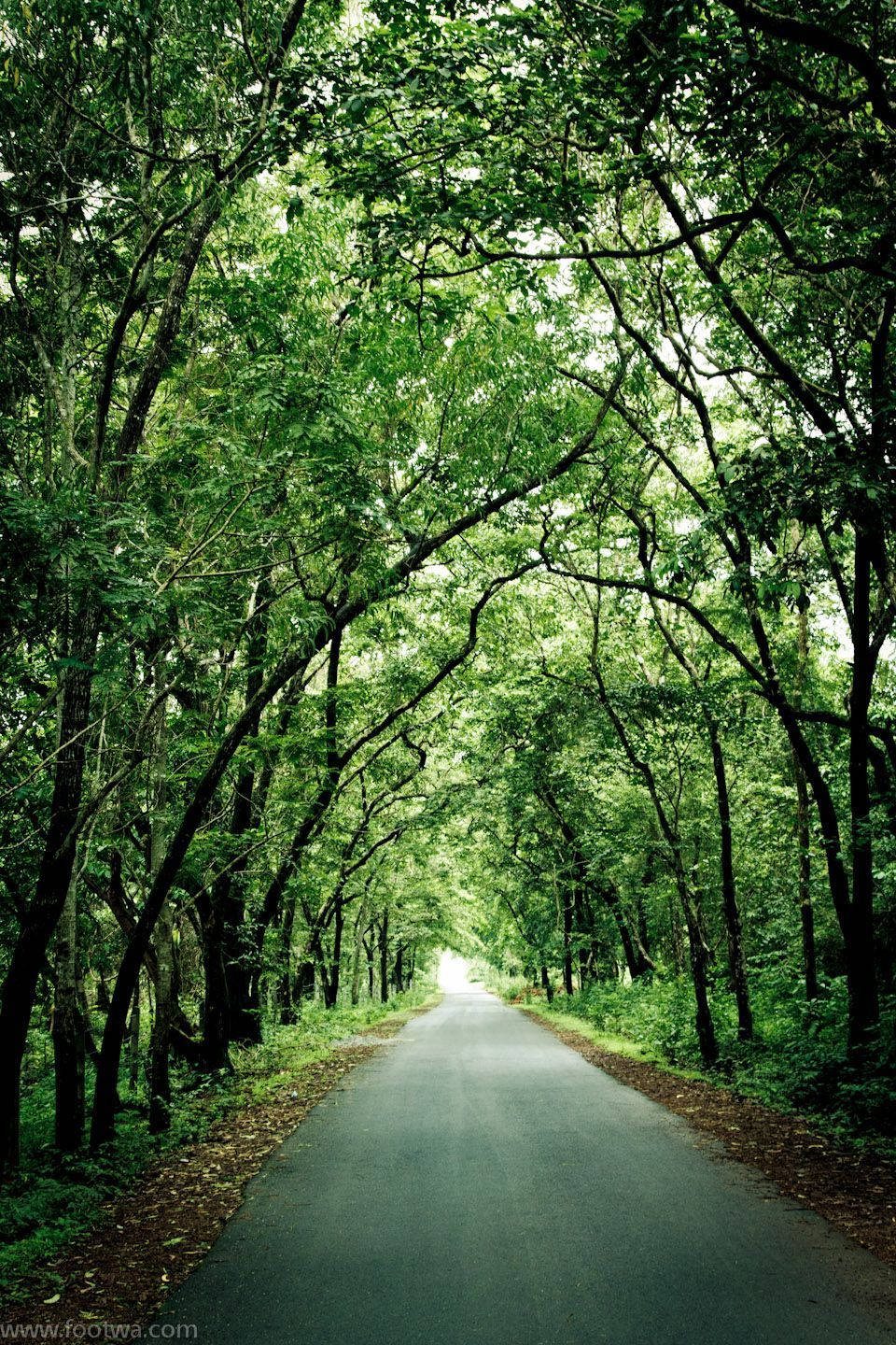Forest iPhone 桌布 壁紙 — 一條蜿蜒的瀝青路穿過茂密的綠色森林樹冠，陽光透過樹葉照射進來。