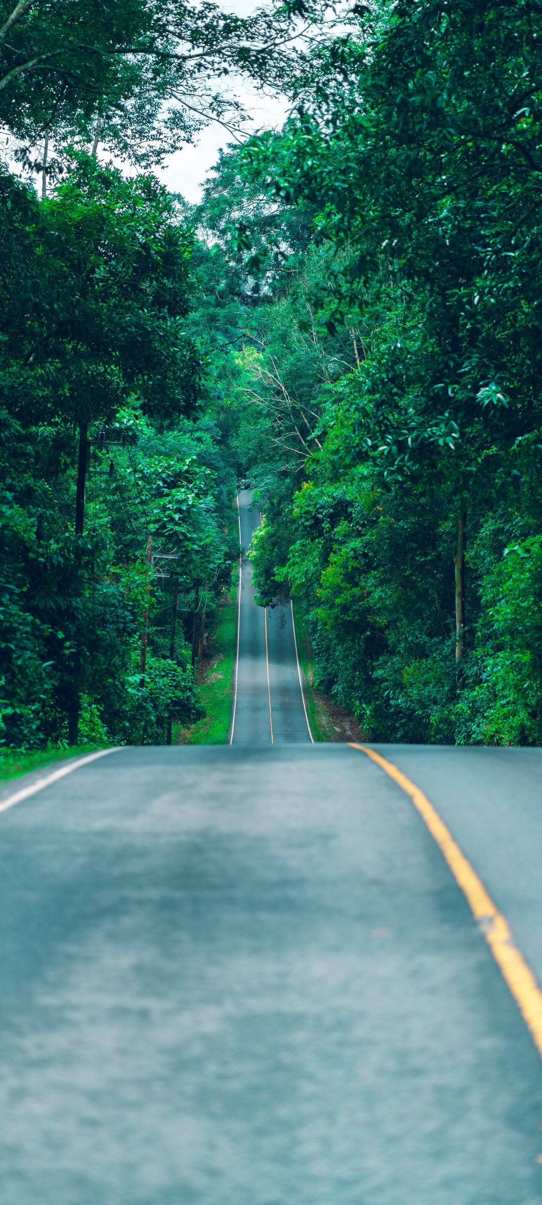 Road 桌布 壁紙 — 一條蜿蜒的瀝青路穿過茂密的翡翠森林，高大的樹木在頭頂形成拱形。