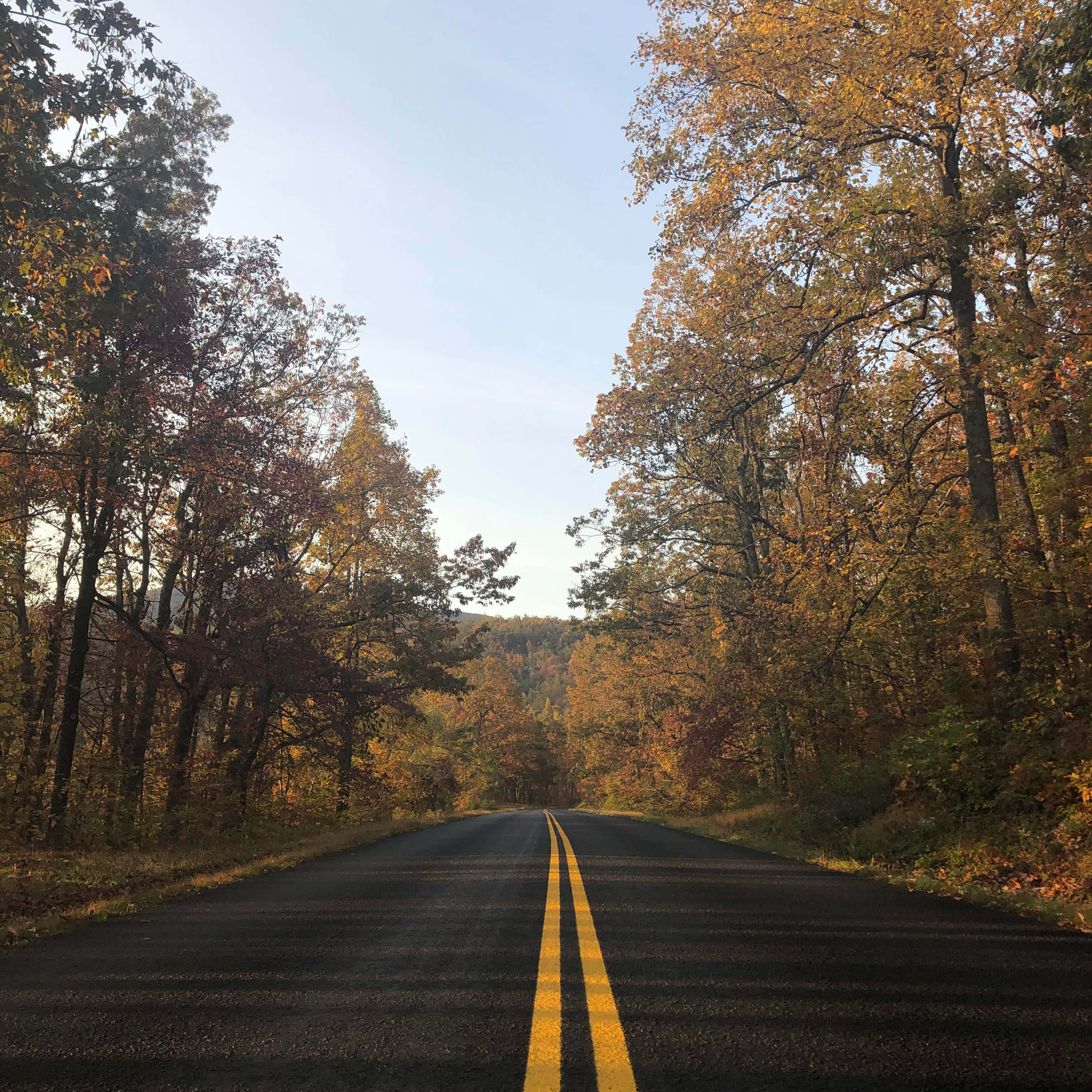 Blue Ridge Parkway 桌布 壁紙 — 一條蜿蜒的瀝青路穿過金色秋樹林，延伸在清澈的藍天下。