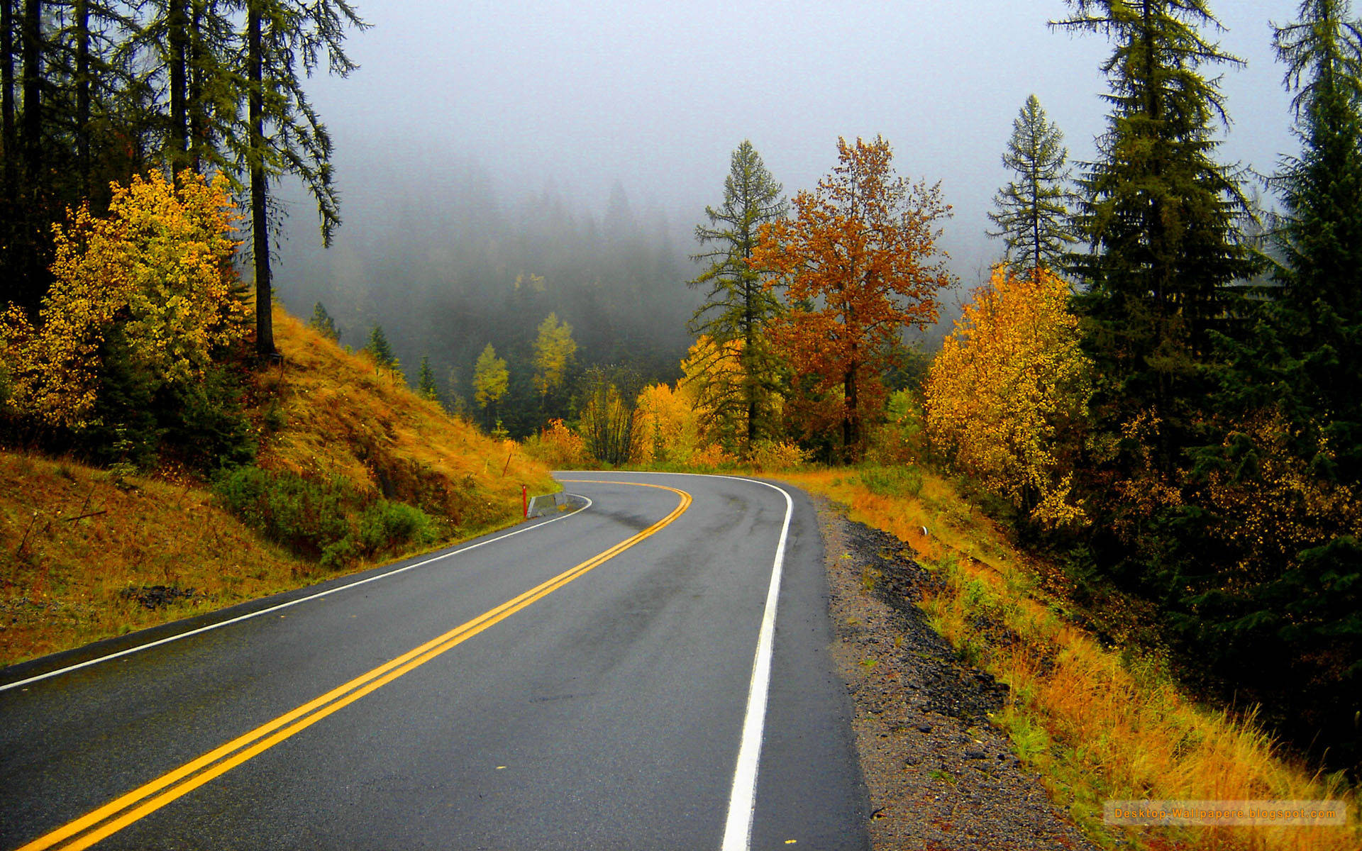 Country Road 桌布 壁紙 — 一條蜿蜒的瀝青路穿過霧氣瀰漫的森林，兩旁金黃色的秋樹林立。