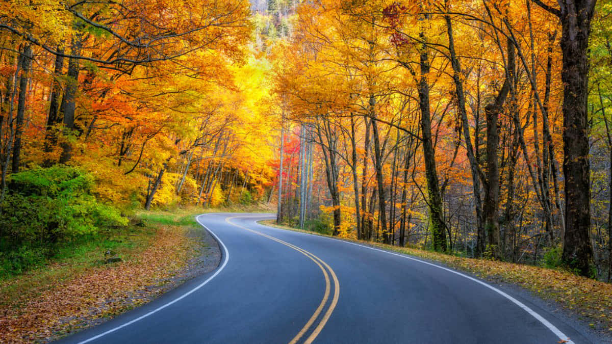 Fall Road 桌布 壁紙 — 一條蜿蜒的瀝青道路穿過一片茂密的森林，森林裡燃燒著金橙色的秋葉。