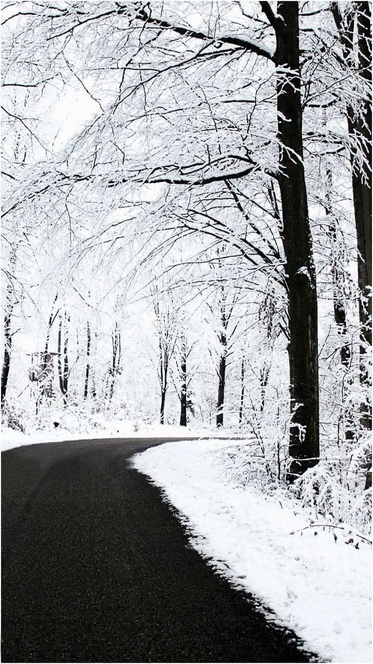 桌布 壁紙 — 一條蜿蜒的瀝青道路穿過白雪覆蓋的森林，光禿禿的樹木在明亮的天空下披著白霜。