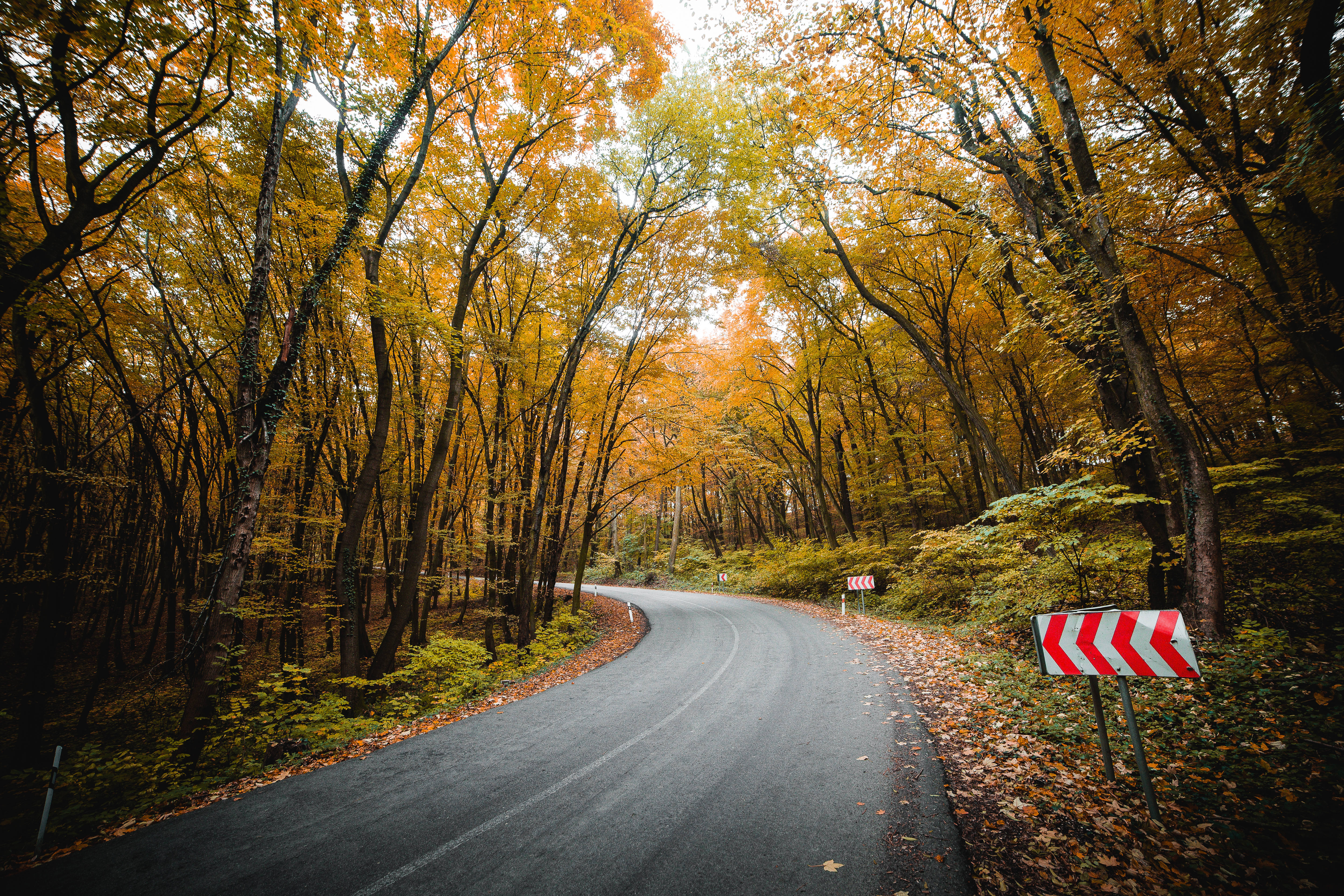 Best Autumn 桌布 壁紙 — 一條蜿蜒的瀝青道路穿過茂密的森林，頭頂是金黃色的秋葉，地上是落葉。