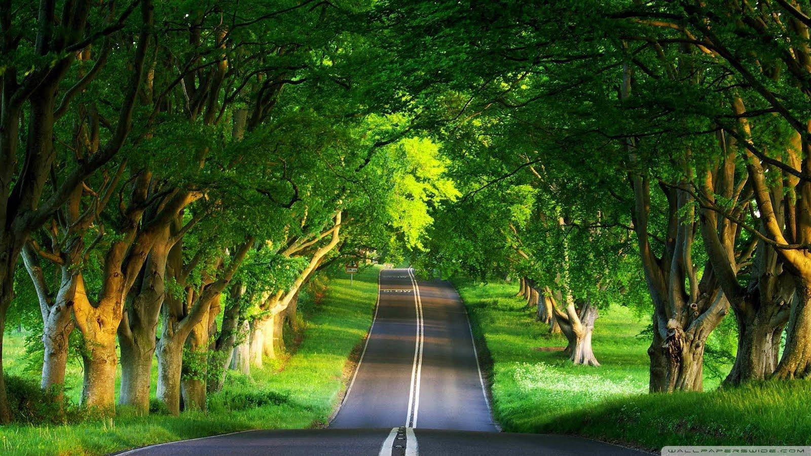 一條蜿蜒的道路，兩旁是高聳的綠樹，在明亮的陽光下。 — 高清自然 壁紙
