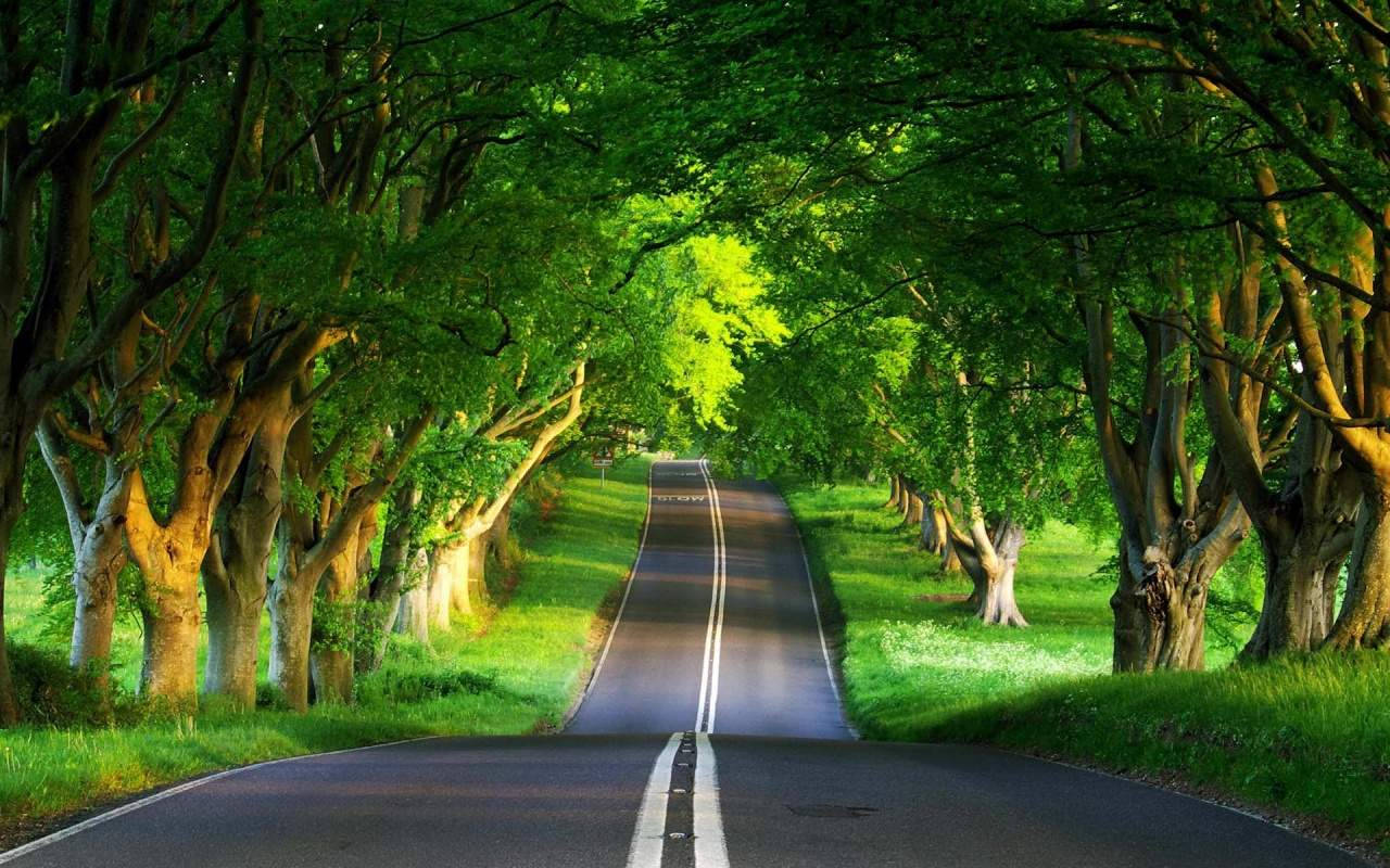 Road 桌布 壁紙 — 一條蜿蜒的瀝青道路穿過茂密的綠色森林樹冠，斑駁的陽光透過濃密的樹葉照射進來。