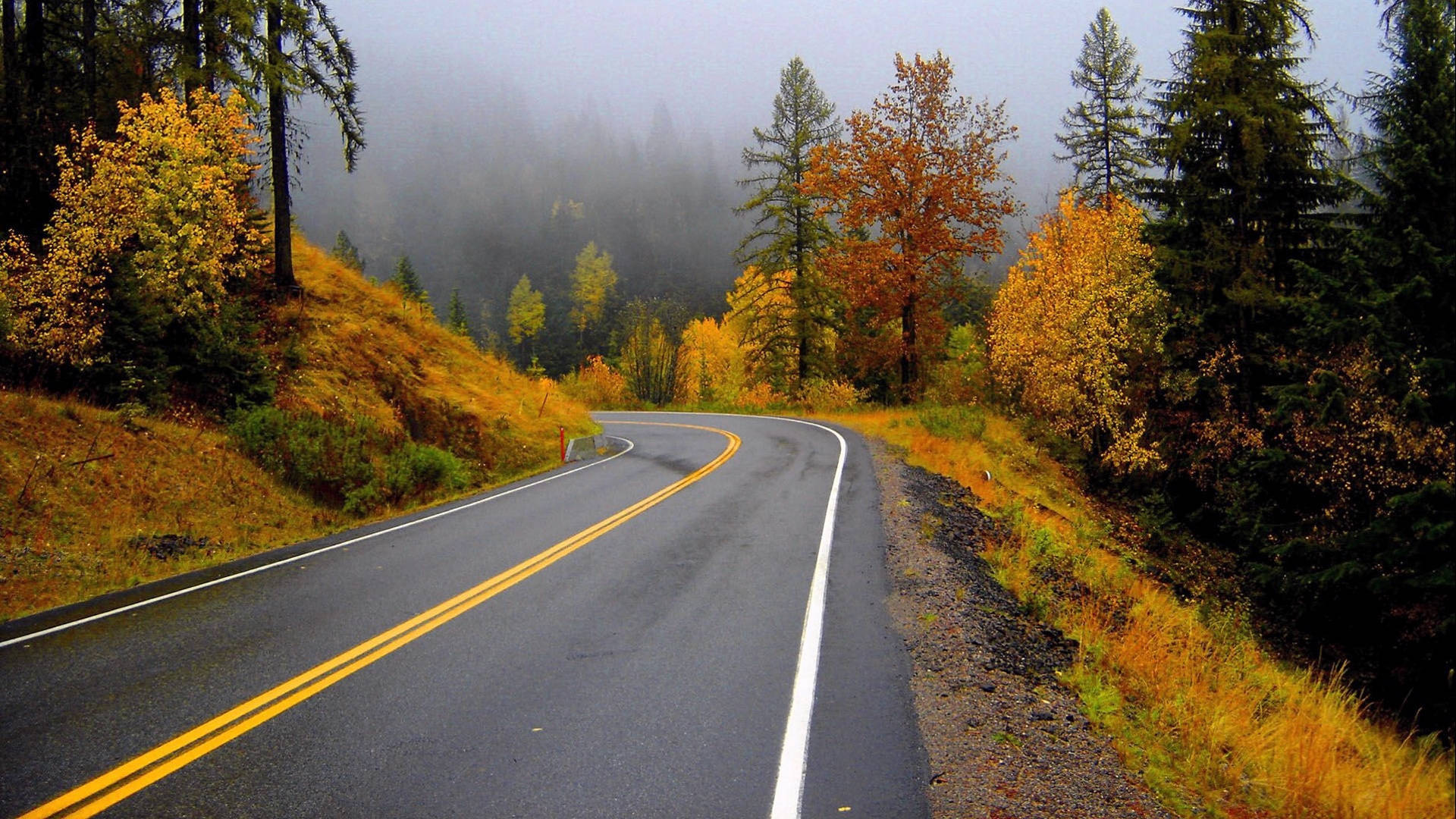 Foggy 桌布 壁紙 — 一條蜿蜒的瀝青道路穿過霧氣瀰漫的森林，秋樹閃耀著金色和橙色的色調。