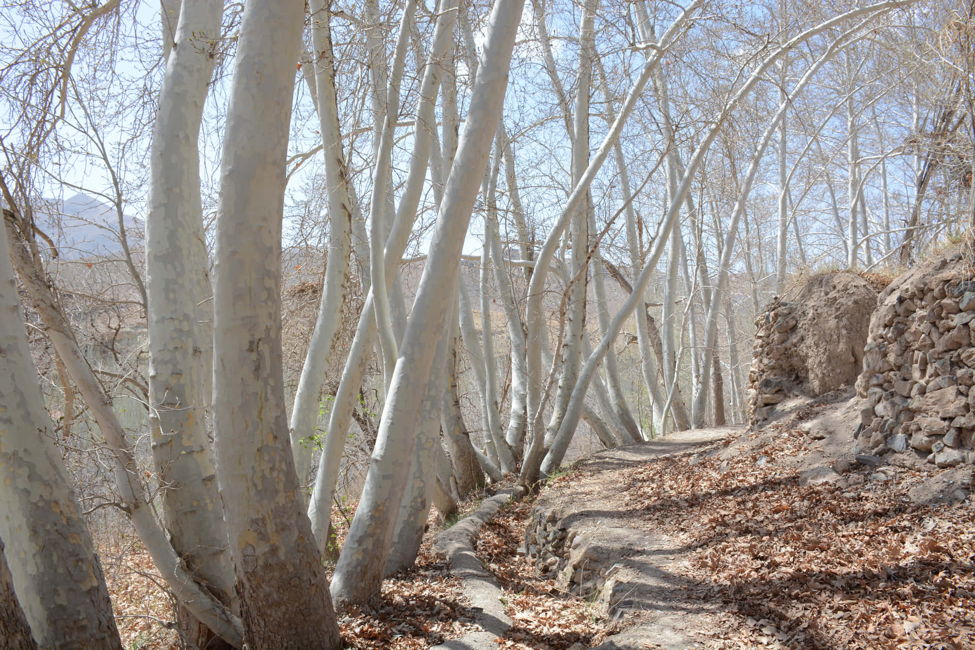Trees in row 壁紙 — 一條蜿蜒的石徑穿過一片淺色樹皮的樹林，樹下落葉滿地，陽光燦爛。