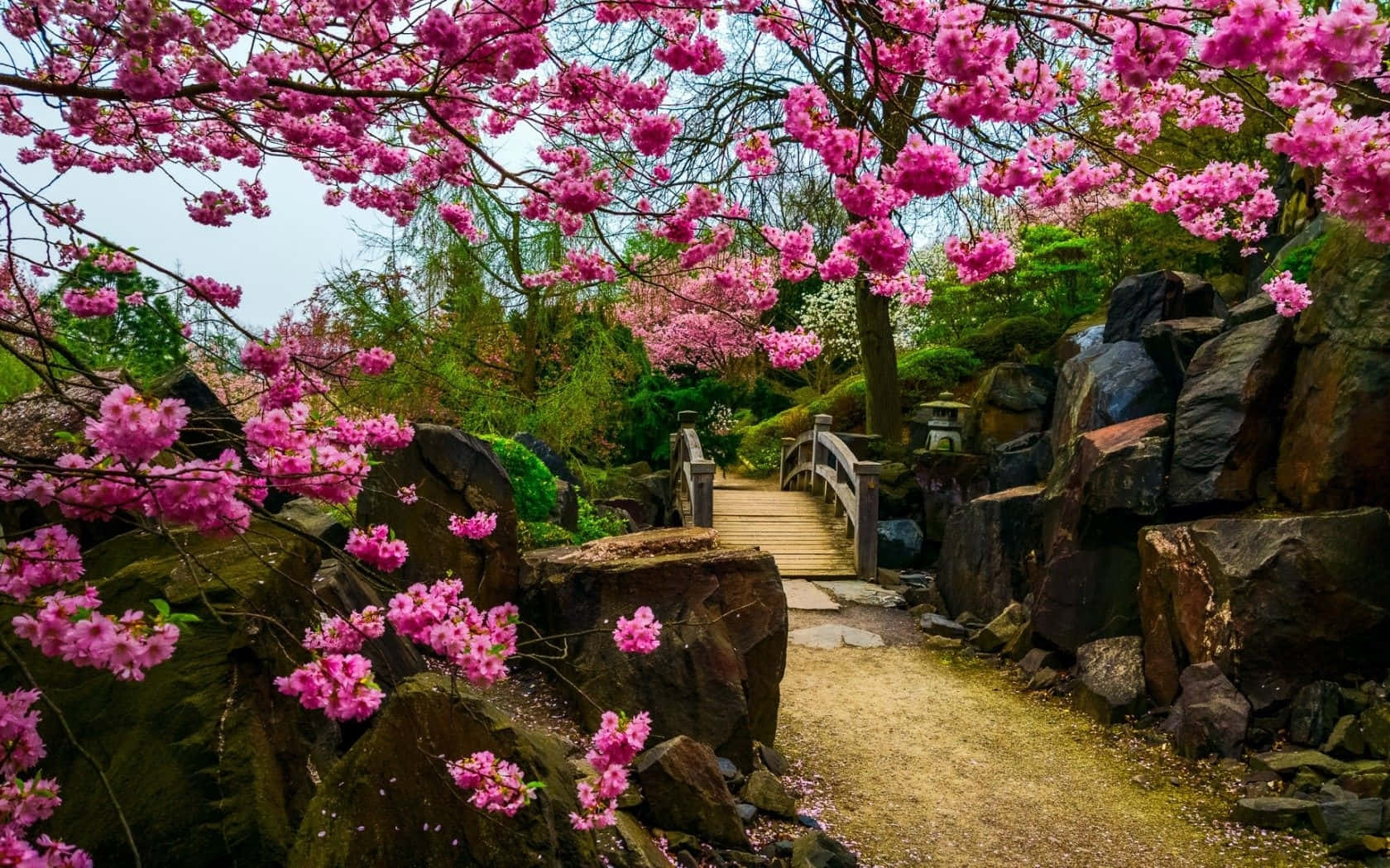 Samurai Garden 桌布 壁紙 — 一條蜿蜒的石徑穿過充滿活力的日本花園，兩旁是層疊的粉紅櫻花和長滿苔蘚的岩石。