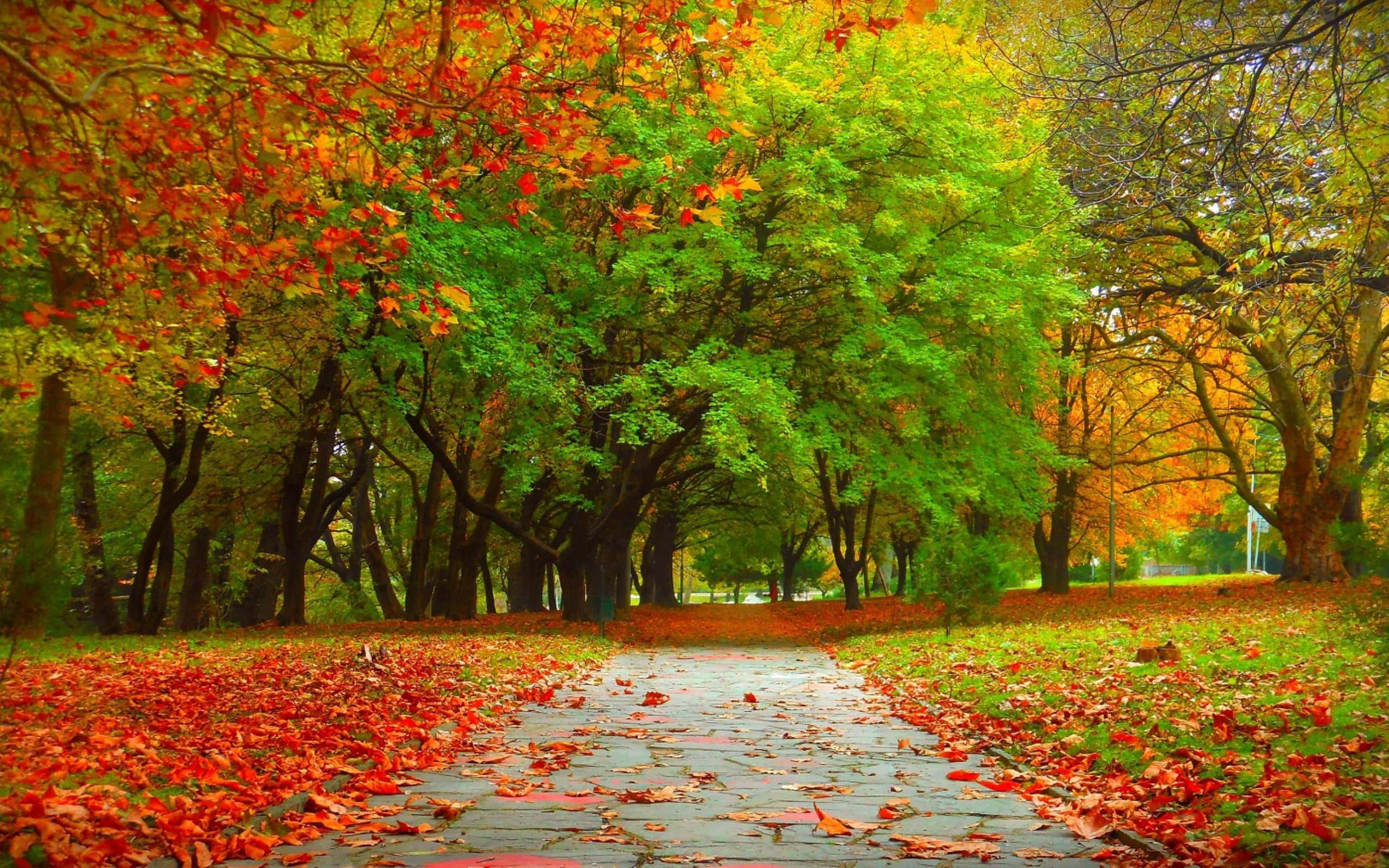 Fall Trees 桌布 壁紙 — 一條蜿蜒的石徑穿過充滿活力的秋日森林，有紅色和綠色的樹木以及落葉。