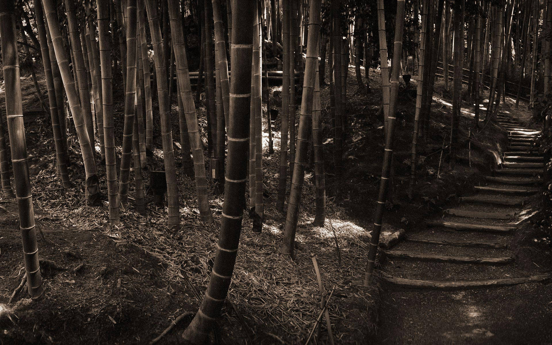 Bamboo HD 桌布 壁紙 — 一條蜿蜒的石徑穿過茂密的竹林，沐浴在戲劇性的棕褐色調光線中。