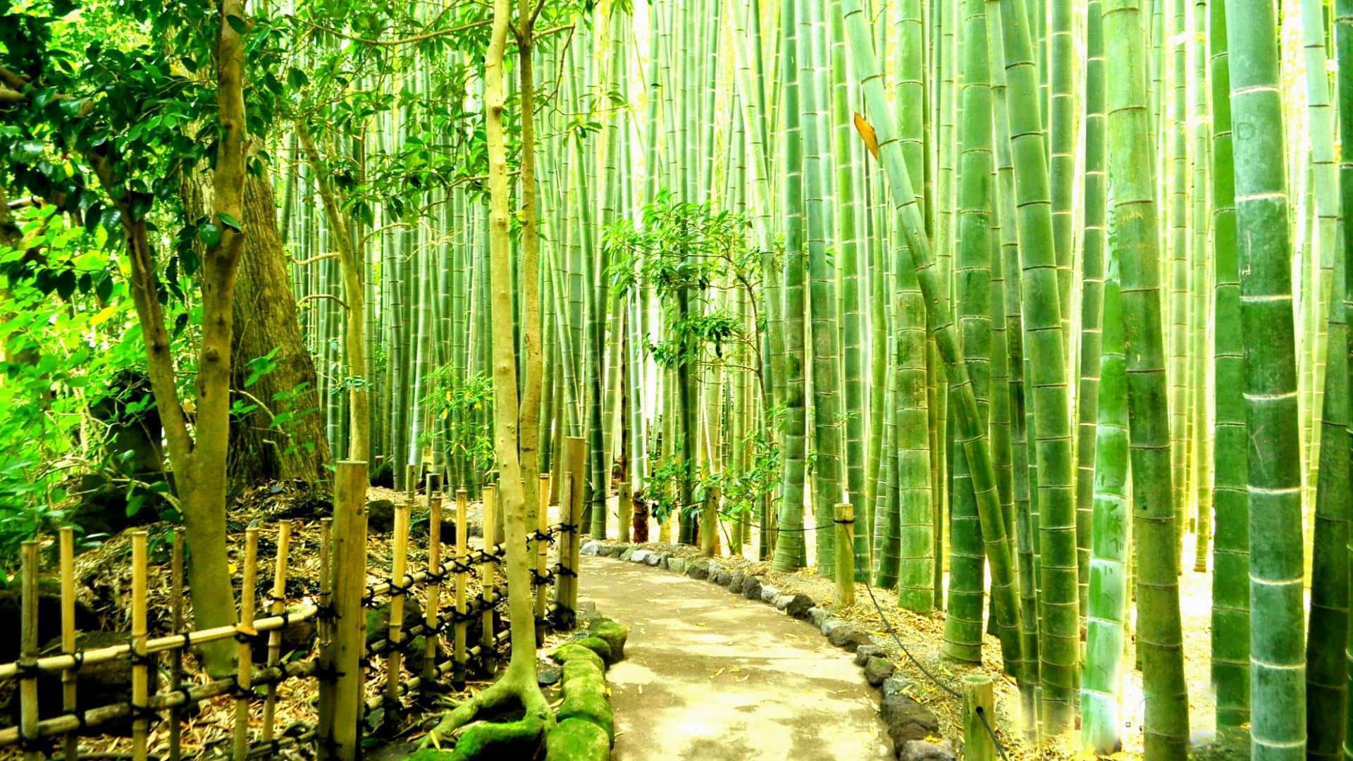 trees 桌布 壁紙 — 一條蜿蜒的石徑穿過茂密的竹林，竹林中有高大的綠色竹竿，斑駁的陽光透過樹冠灑落。