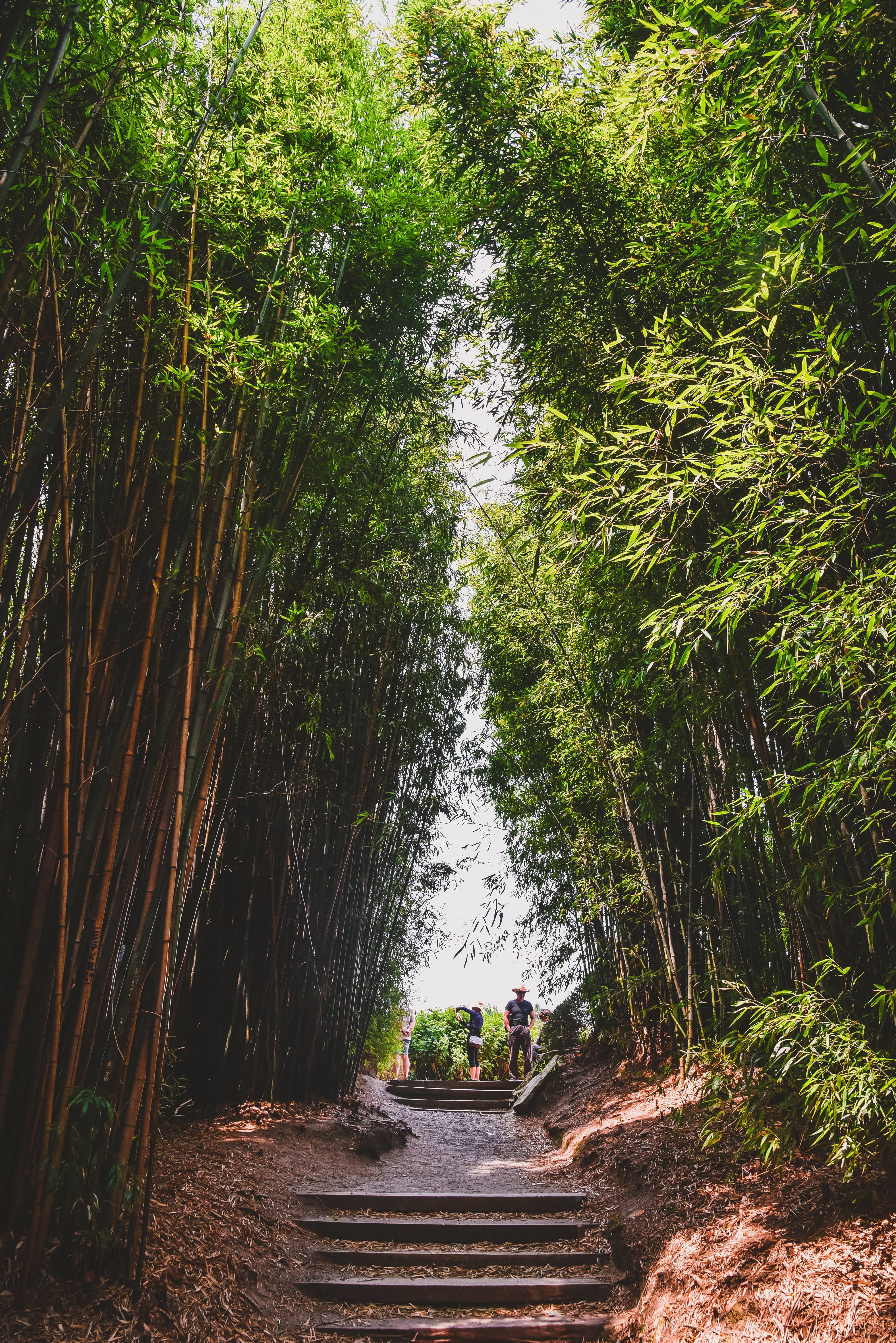 Bamboo HD 桌布 壁紙 — 一條蜿蜒的石徑穿過茂密的竹林，陽光透過綠色樹冠灑落。