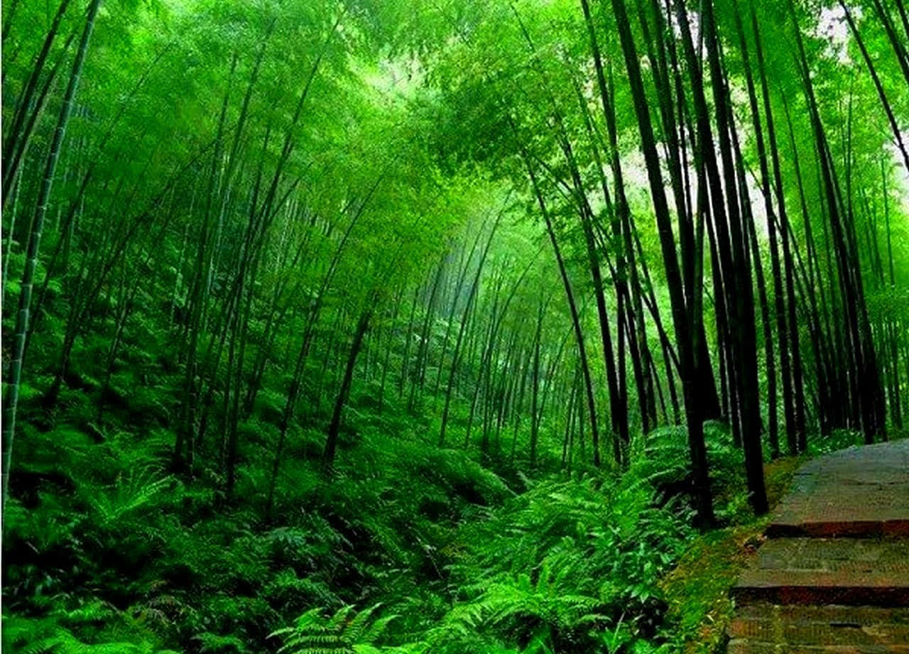 Green Bamboo 桌布 壁紙 — 一條蜿蜒的石徑穿過茂密的翡翠竹林，地面上覆蓋著蕨類植物。