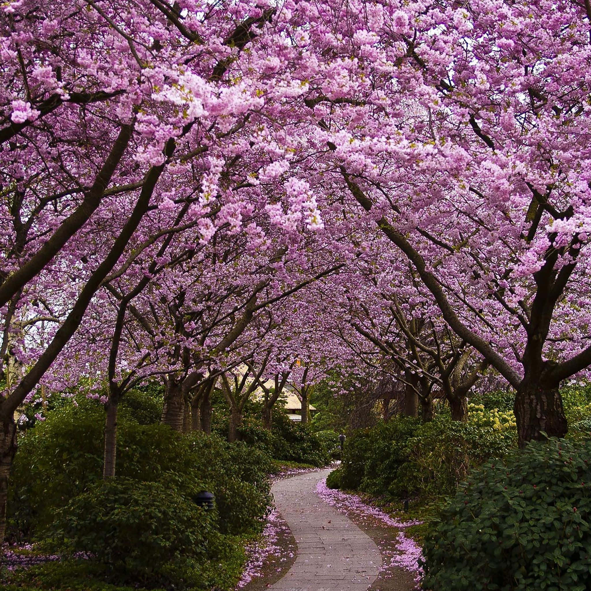 Spring Laptop 桌布 壁紙 — 一條蜿蜒的石徑被充滿活力的粉紅色櫻花樹冠所環繞，花瓣散落在地上。