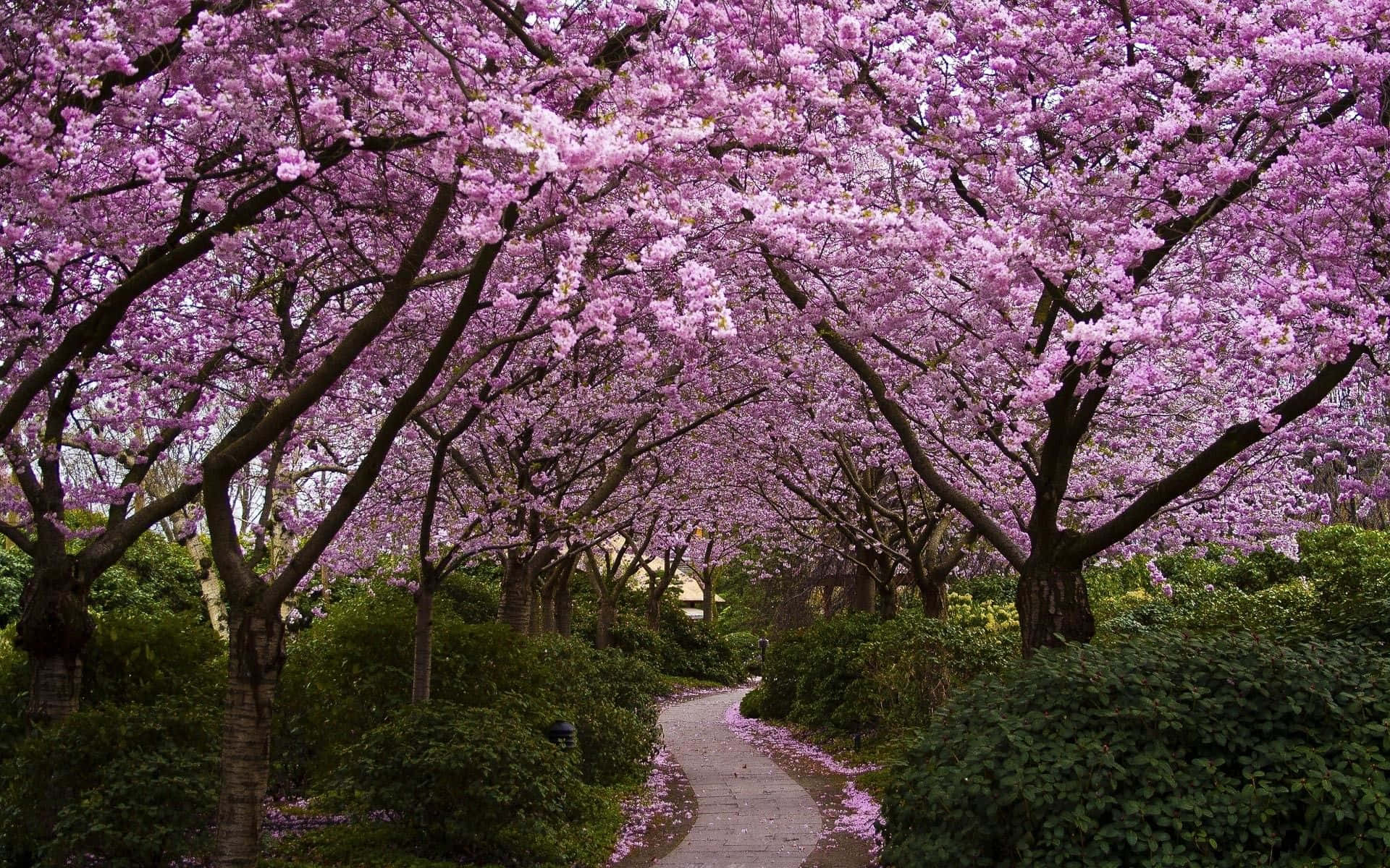 Cherry Blossoms 桌布 壁紙 — 一條蜿蜒的石徑被充滿活力的粉紅色櫻花樹冠框住，兩旁是茂密的綠色灌木。