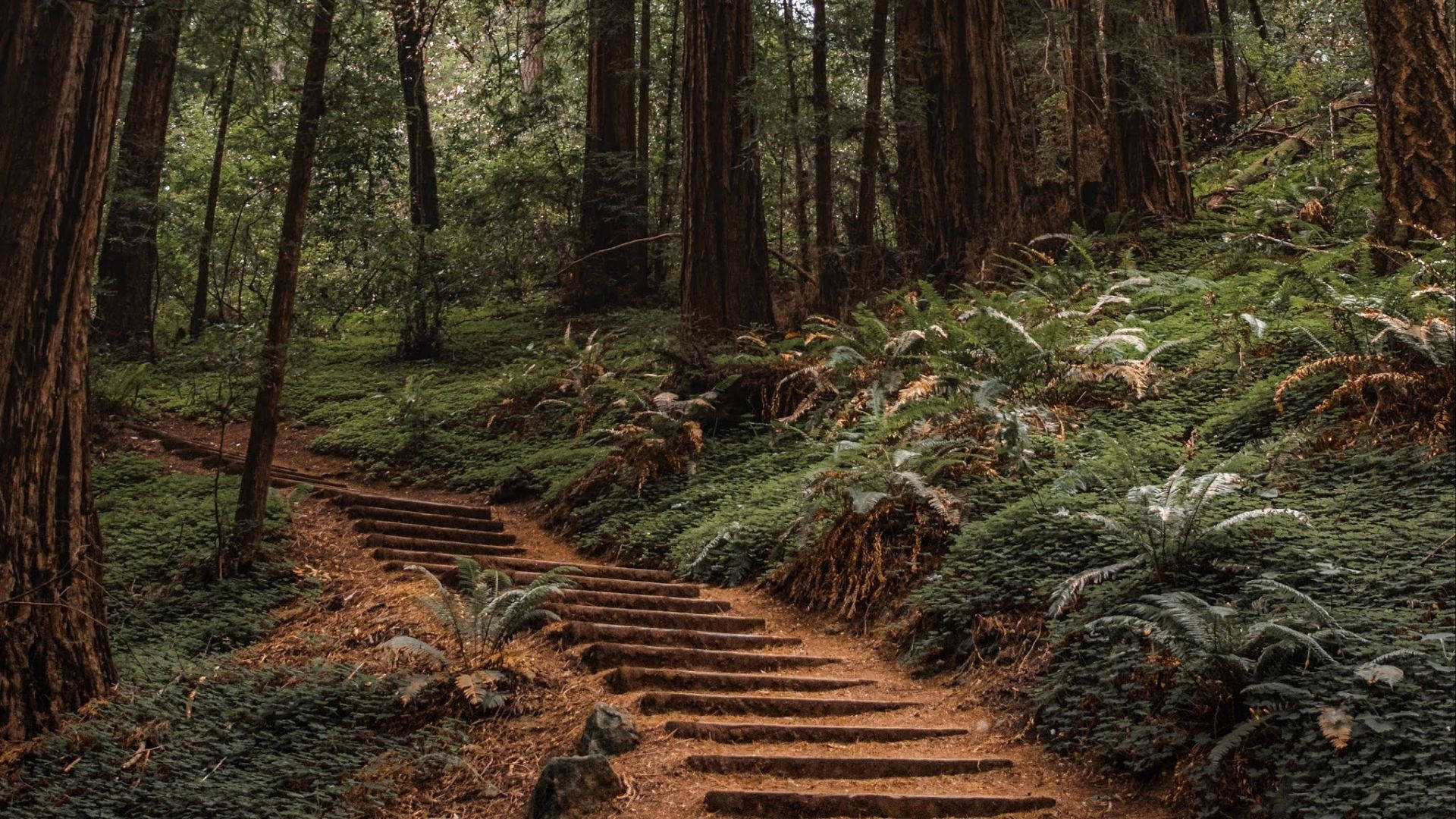 Redwood 桌布 壁紙 — 一條蜿蜒的石階穿過茂密、長滿苔蘚的紅杉林，聳立的樹木和蕨類植物環繞。