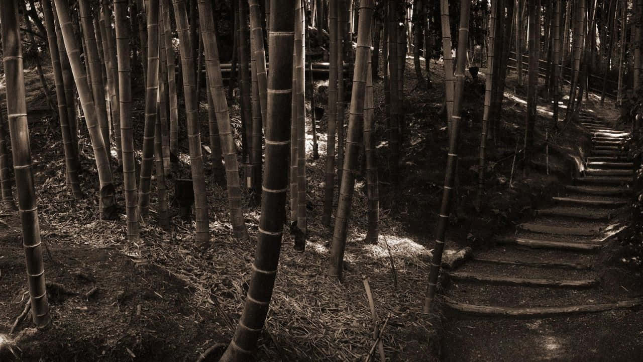 720p Bamboo 桌布 壁紙 — 一條蜿蜒的石階穿過茂密的竹林，沐浴在斑駁的棕褐色光線中。