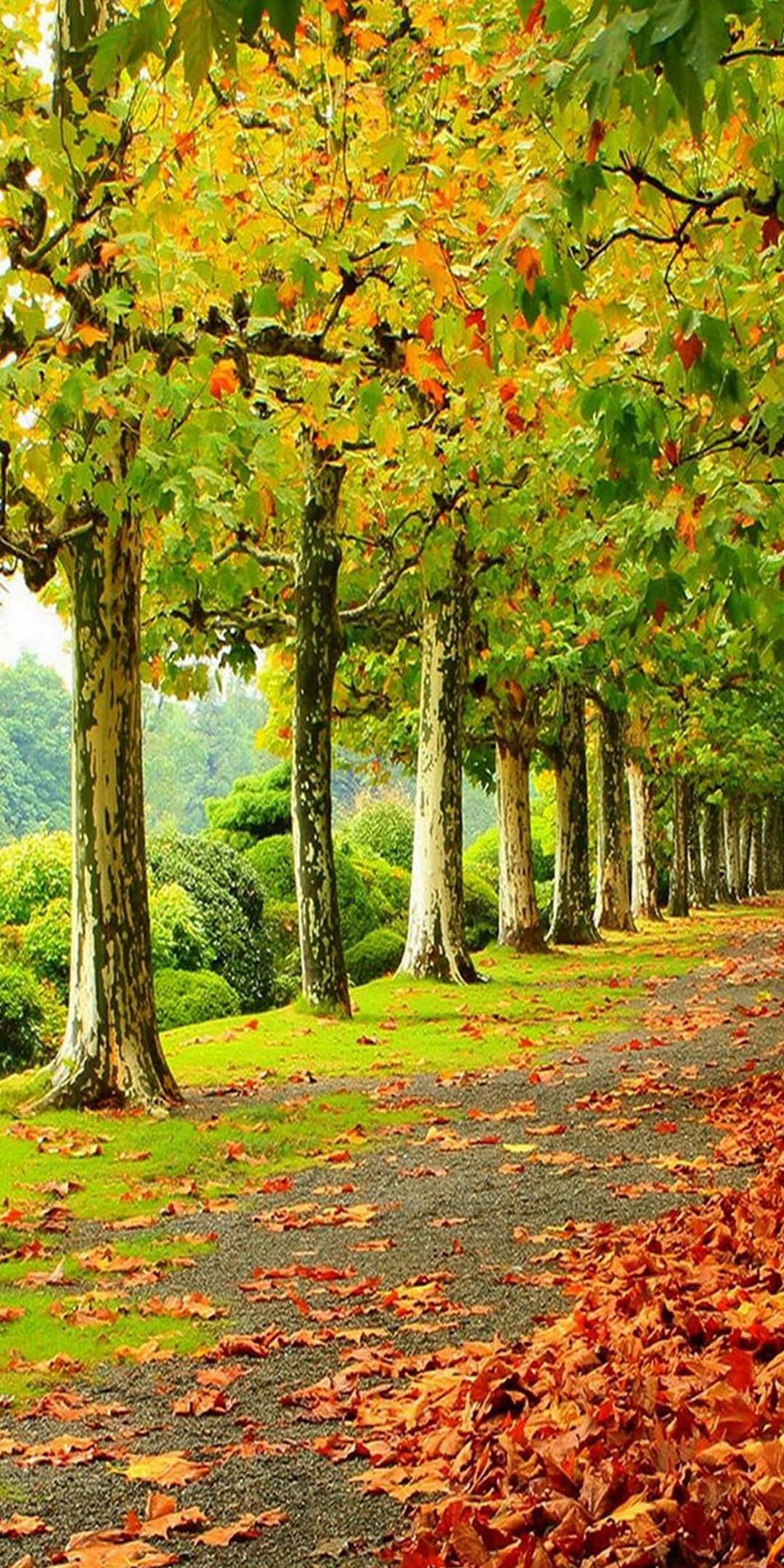 Pixel 3 Autumn 桌布 壁紙 — 一條蜿蜒的碎石路，兩旁是高聳的樹木，展現出充滿活力的秋葉，色調有橙色、黃色和綠色。