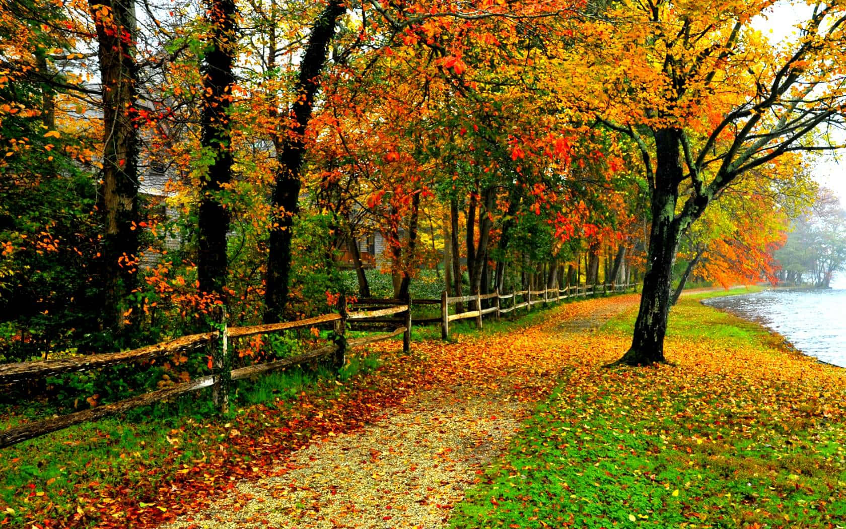 Fall Colors 桌布 壁紙 — 一條蜿蜒的碎石路，兩旁種滿鮮豔的橙色和黃色秋樹，在柔和日光下沿著平靜的湖泊延伸。