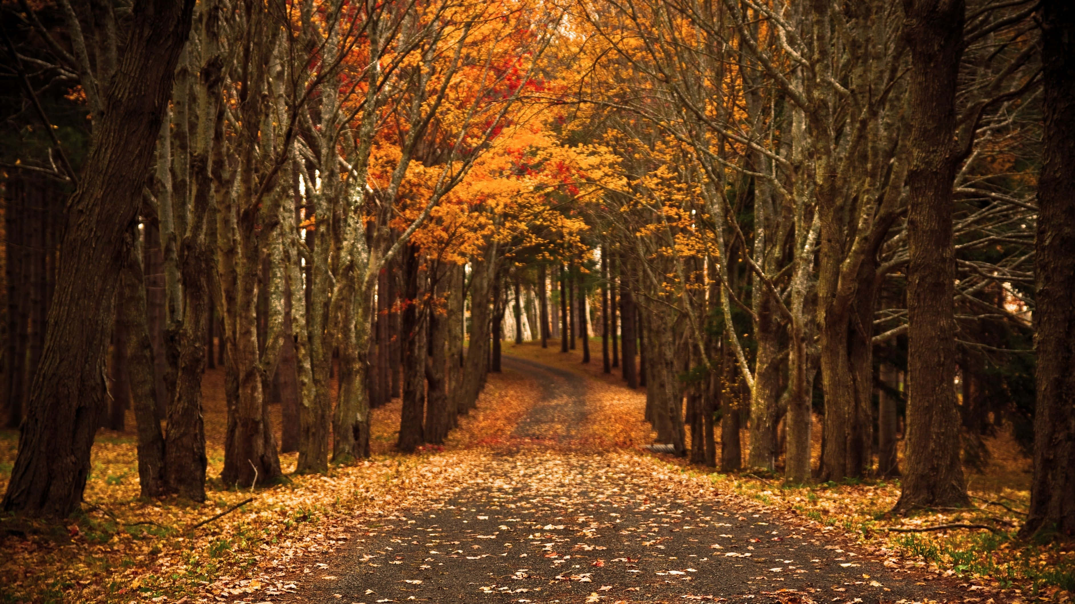 Fall Scenes 桌布 壁紙 — 一條蜿蜒的碎石路，兩旁高聳的樹木在柔和的金色光線下披上鮮豔的橙色秋葉。