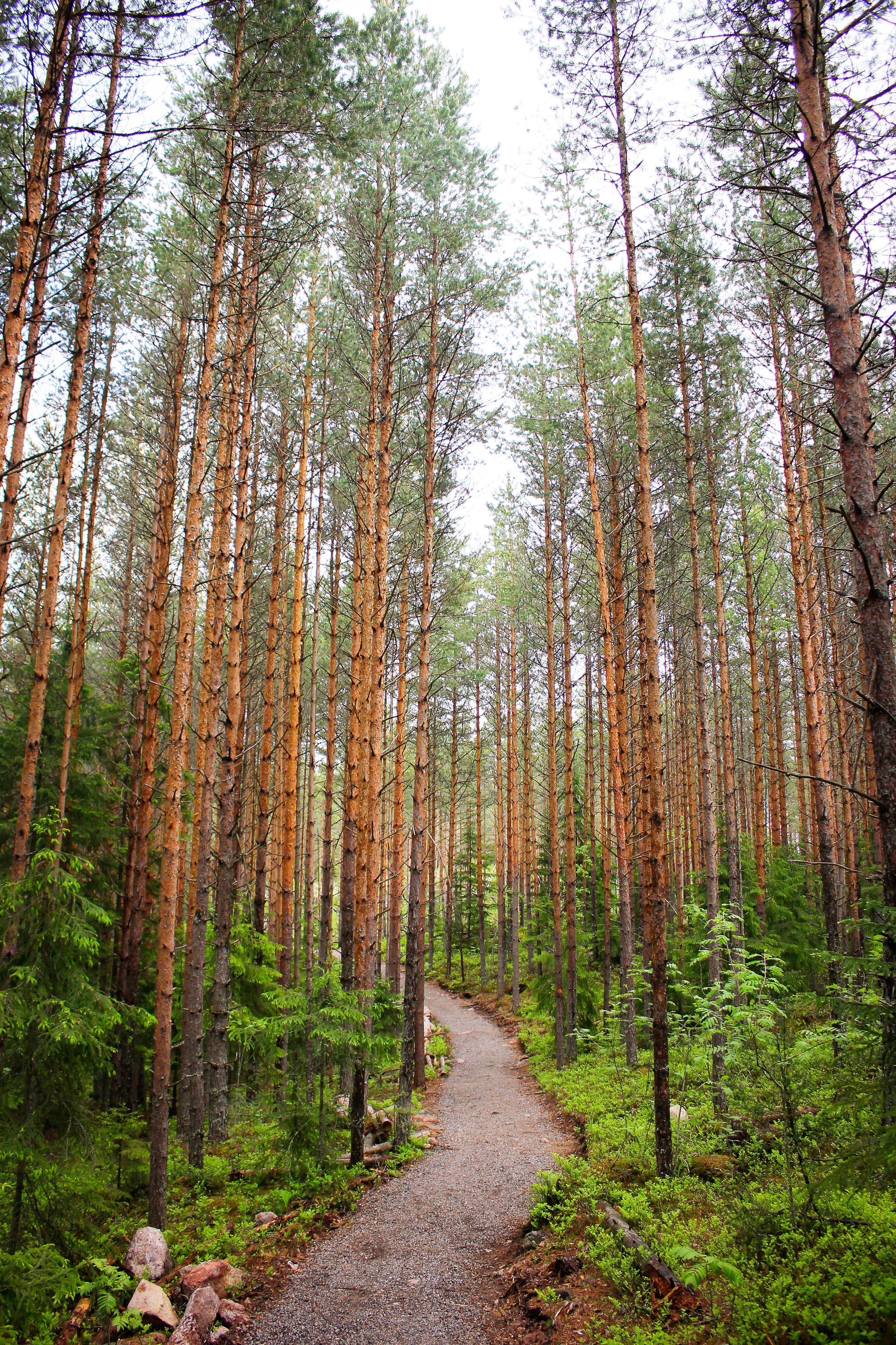 Finland 桌布 壁紙 — 一條蜿蜒的碎石路穿過茂密的松樹林，樹下長滿苔蘚綠色的灌木。