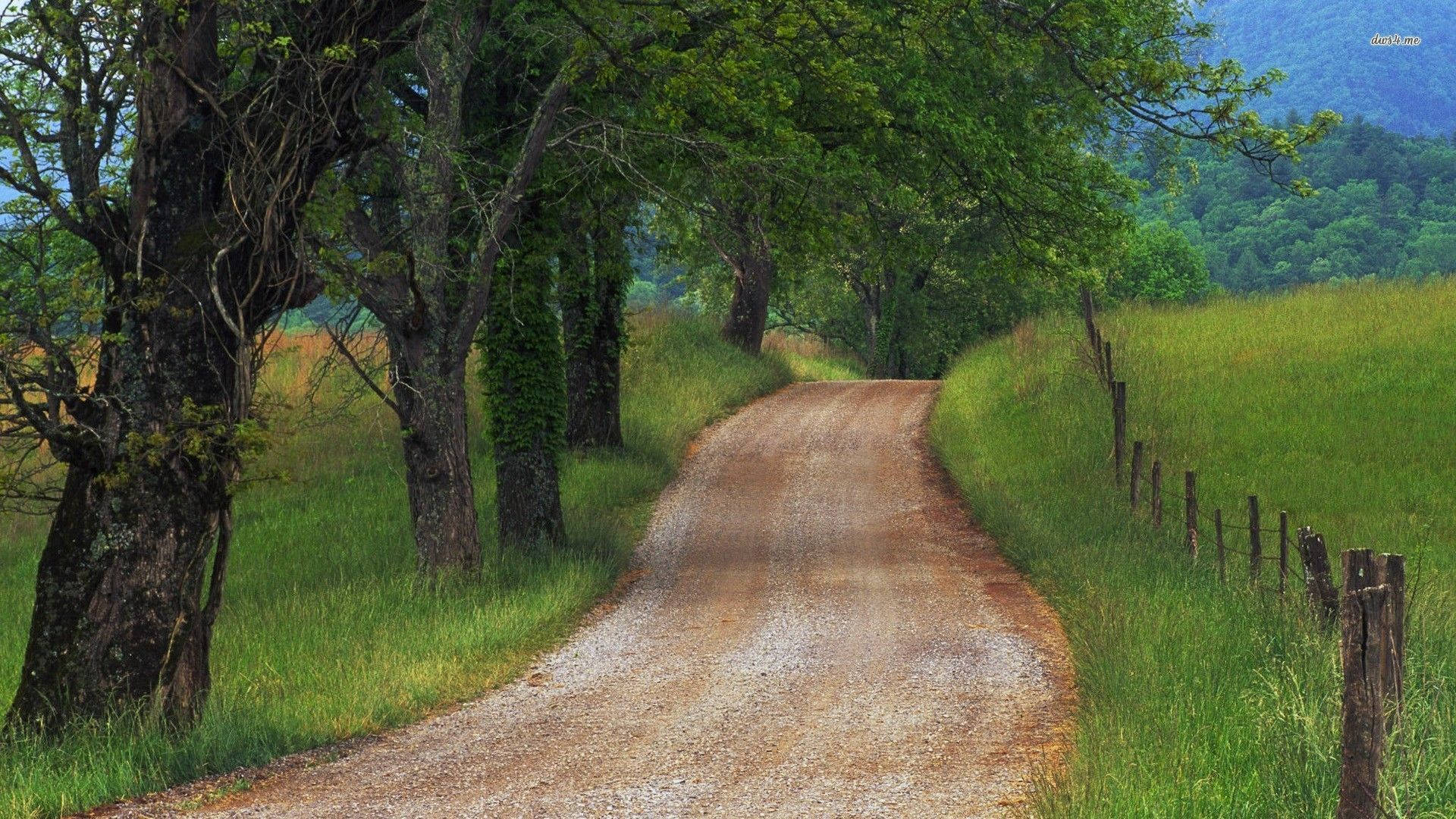 Country Road 桌布 壁紙 — 一條蜿蜒的碎石路穿過茂密的綠色森林，高大的樹木和木柵欄毗鄰草地。