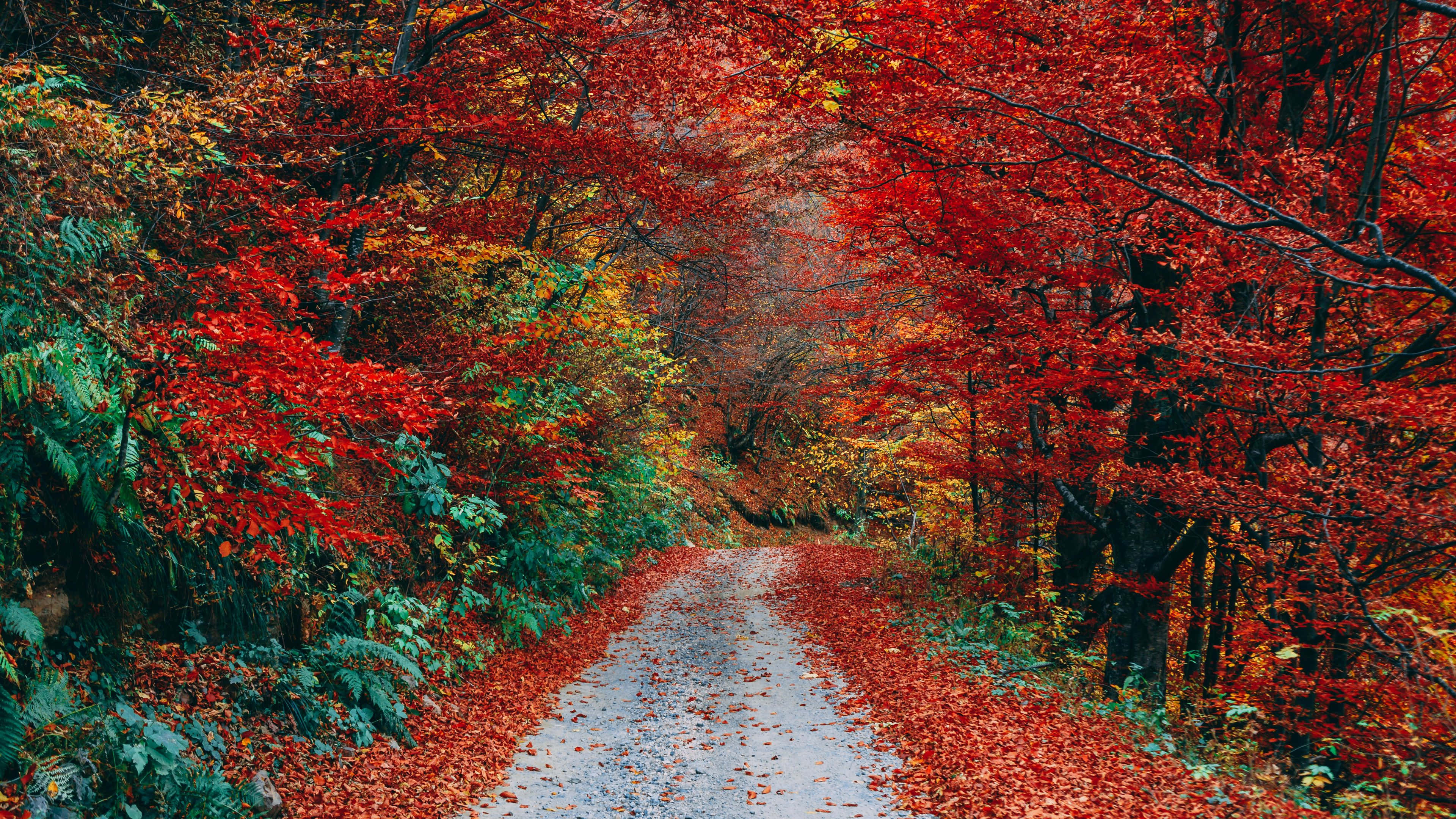 Autumn Trails 桌布 壁紙 — 一條蜿蜒的碎石路鋪滿了落下的紅葉，兩旁是充滿活力的秋樹，在頭頂形成火紅的樹冠。
