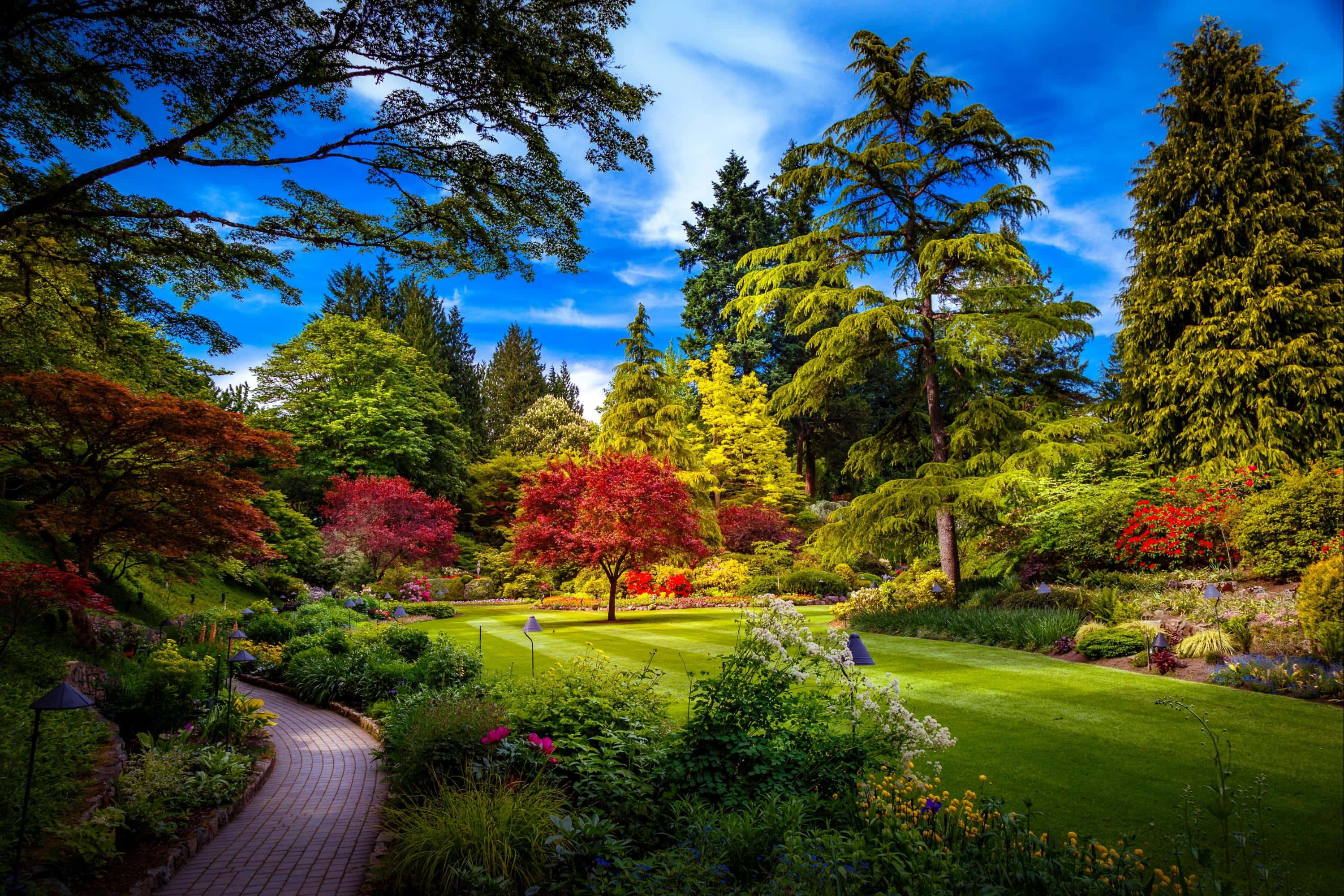 Spring Park 桌布 壁紙 — 一條蜿蜒的磚砌小徑穿過一個充滿活力的花園，花園裡有紅色的楓樹、綠色的草坪和高大的常青樹，在明亮的藍天下。