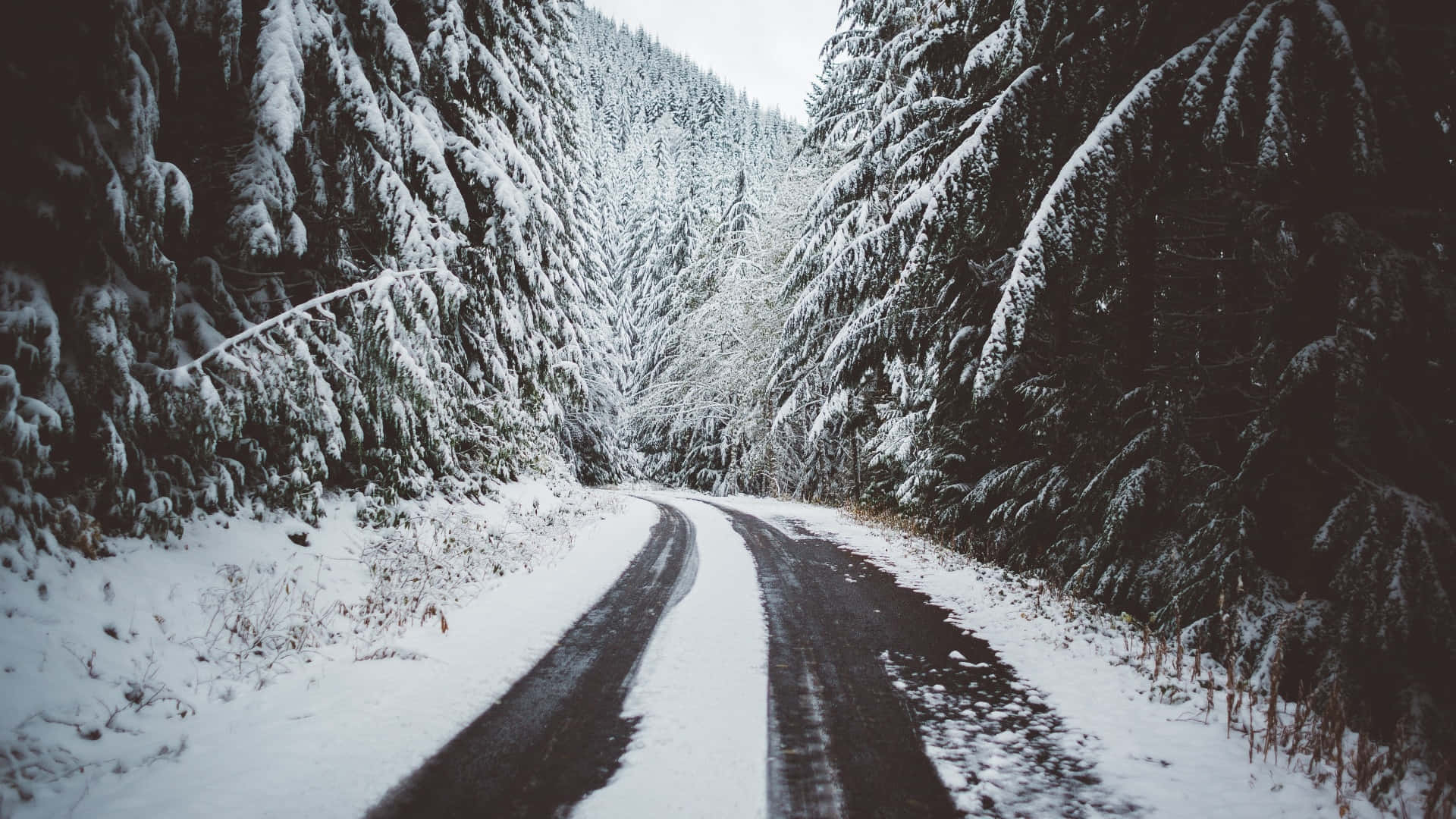 Snowy Road 桌布 壁紙 — 一條蜿蜒的積雪道路穿過茂密的雪松林，天空陰沉。