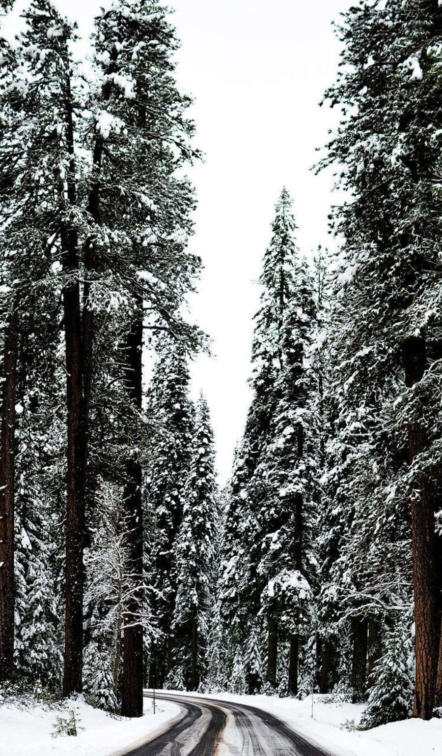Cute Winter Aesthetic 桌布 壁紙 — 一條蜿蜒的積雪道路穿過高聳的雪松森林，天空陰沉。