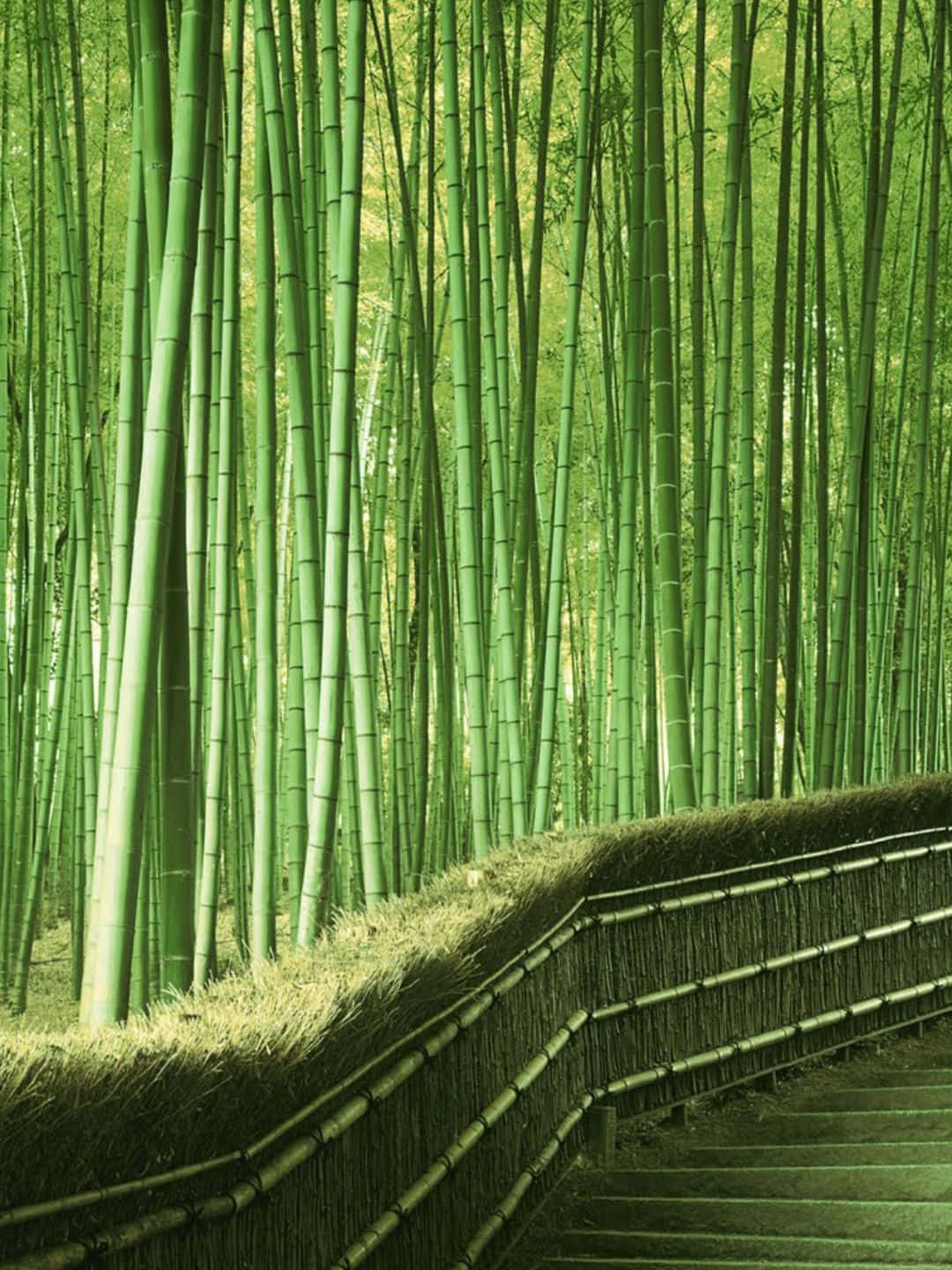 Bamboo Tree 桌布 壁紙 — 一條蜿蜒的竹徑在柔和的日光下，穿過茂密的高聳綠色竹莖森林。