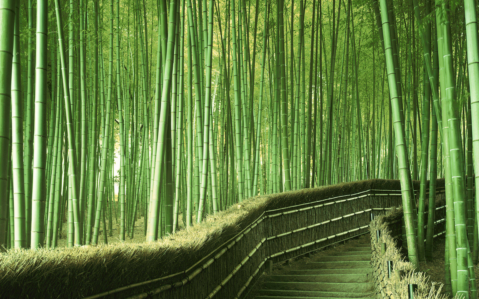Bamboo 桌布 壁紙 — 一條蜿蜒的竹徑穿過茂密的高大綠色竹叢，在柔和日光下向上延伸。