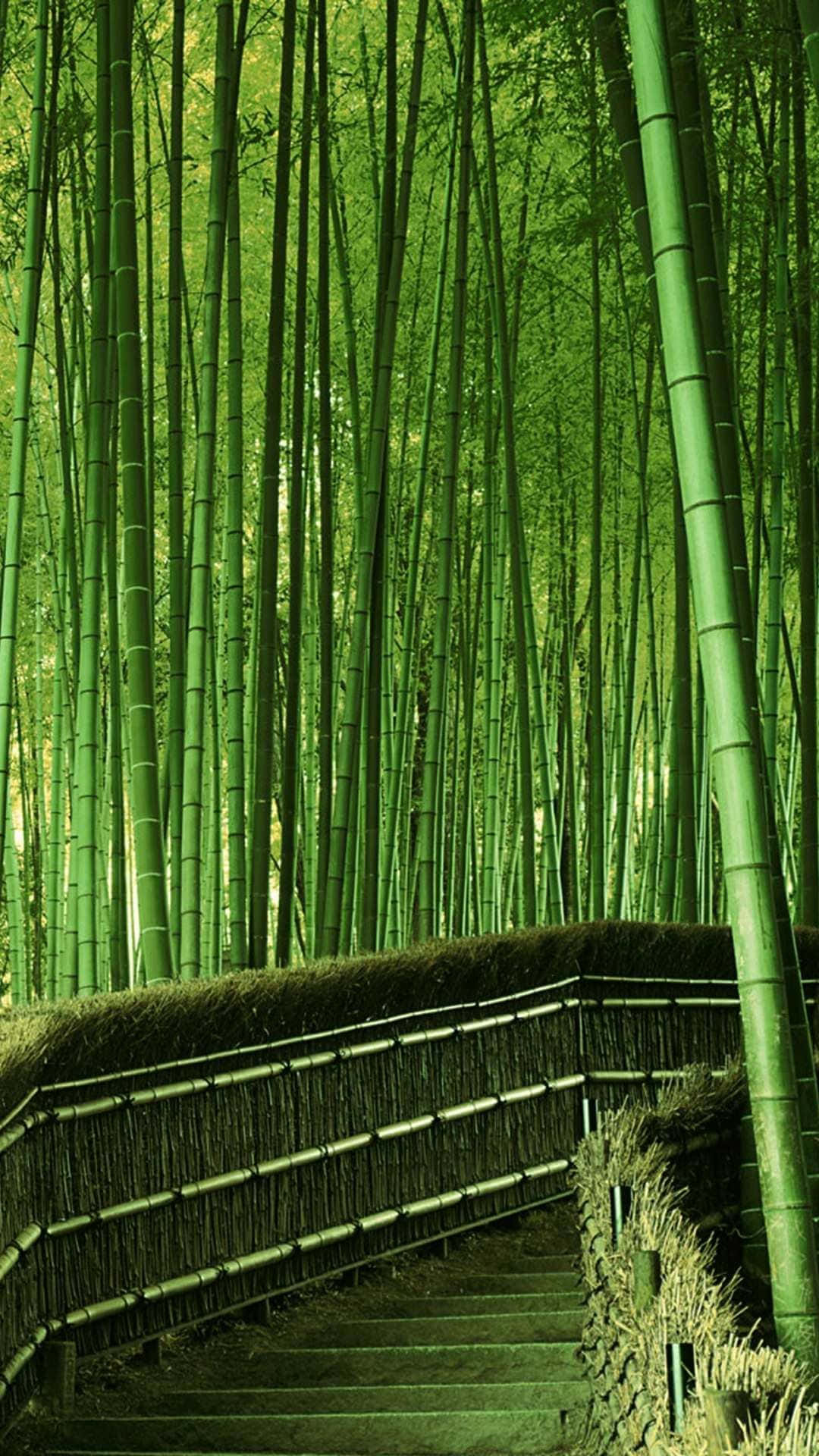 Bamboo Phone 桌布 壁紙 — 一條蜿蜒的竹樓梯穿過茂密的翡翠森林，聳立的竹竿和斑駁的陽光。