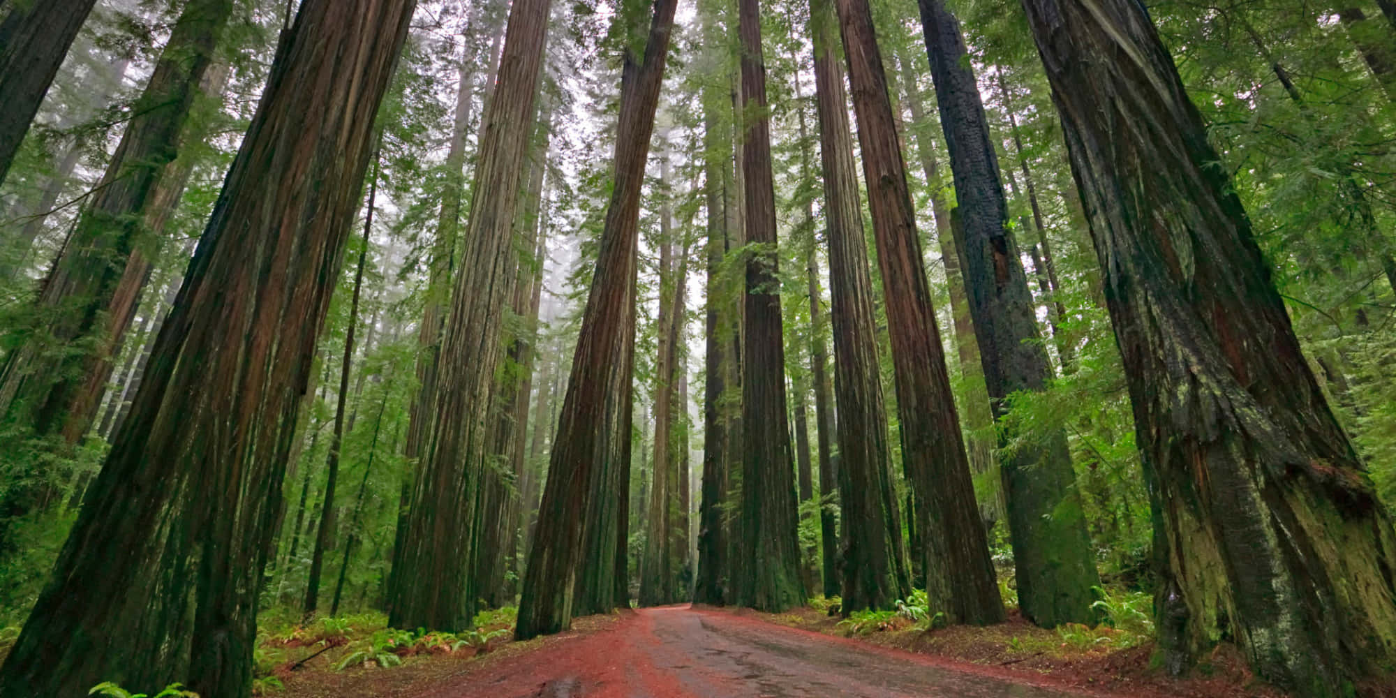 Redwood Trees 桌布 壁紙 — 一條蜿蜒的紅土小徑穿過高聳的紅木森林，霧氣瀰漫的綠色樹冠和長滿苔蘚的樹幹。