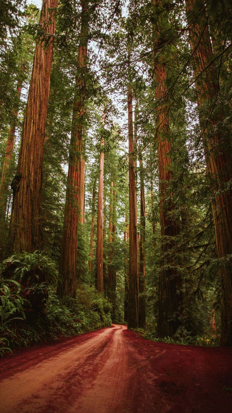 Trees iPhone 桌布 壁紙 — 一條蜿蜒的紅土路消失在宏偉的紅杉樹大教堂中，斑駁的陽光透過茂密的綠色樹冠灑落下來。