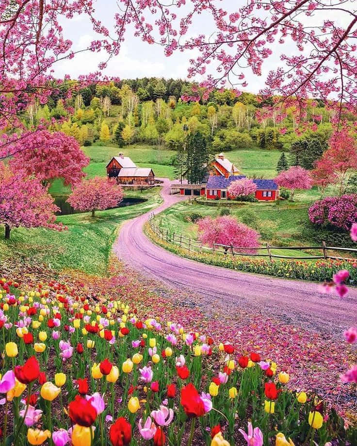 Spring Time 桌布 壁紙 — 一條蜿蜒的紫色道路穿過充滿生機的春天草地，草地上開滿了五顏六色的鬱金香，並以粉紅色的櫻花為框。