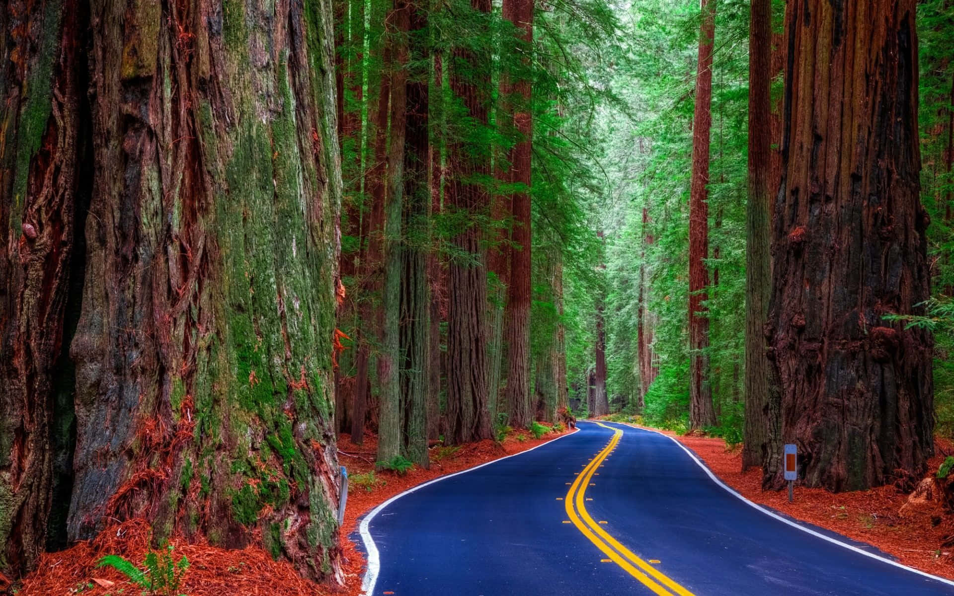 Redwood Trees 桌布 壁紙 — 一條蜿蜒的藍色道路，帶有黃色線條，穿過茂密的紅杉林，樹幹長滿苔蘚，地上鋪滿紅色落葉。