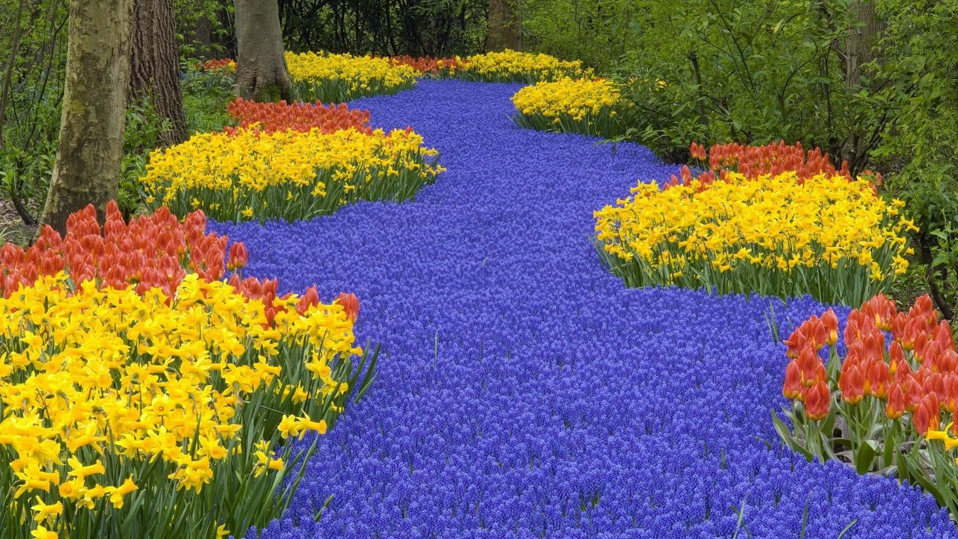 Garden 桌布 壁紙 — 一條蜿蜒的藍鈴花小徑穿過充滿活力的花園，兩旁種滿了黃色水仙花和紅色鬱金香，上方是綠樹成蔭。