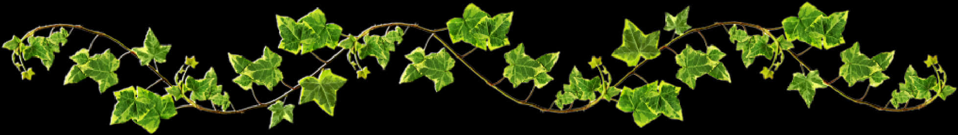 Vines 桌布 壁紙 — 一條蜿蜒的藤蔓，長滿茂盛的綠色常春藤葉和小黃花，在黑色背景上延伸。