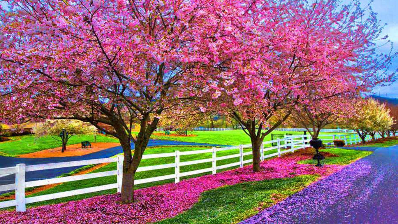 Spring Nature 桌布 壁紙 — 一條蜿蜒的道路，兩旁種滿了鮮豔的粉紅色櫻花樹和白色圍欄，在柔和的藍天下。