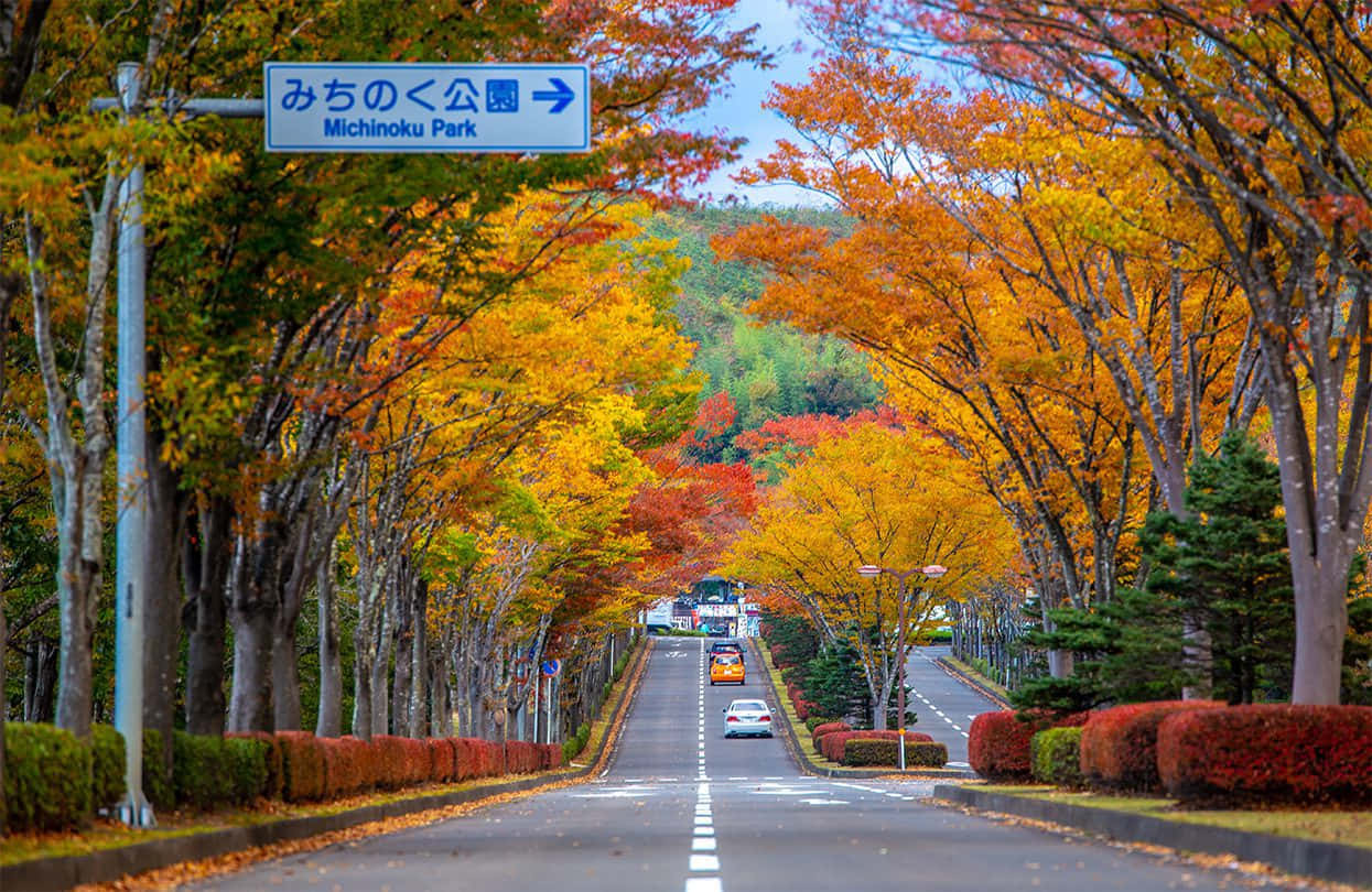 Fall Road 桌布 壁紙 — 一條蜿蜒的道路兩旁種滿了鮮豔的橙色和黃色秋樹，在晴朗的藍天下向上通往陸奧公園。