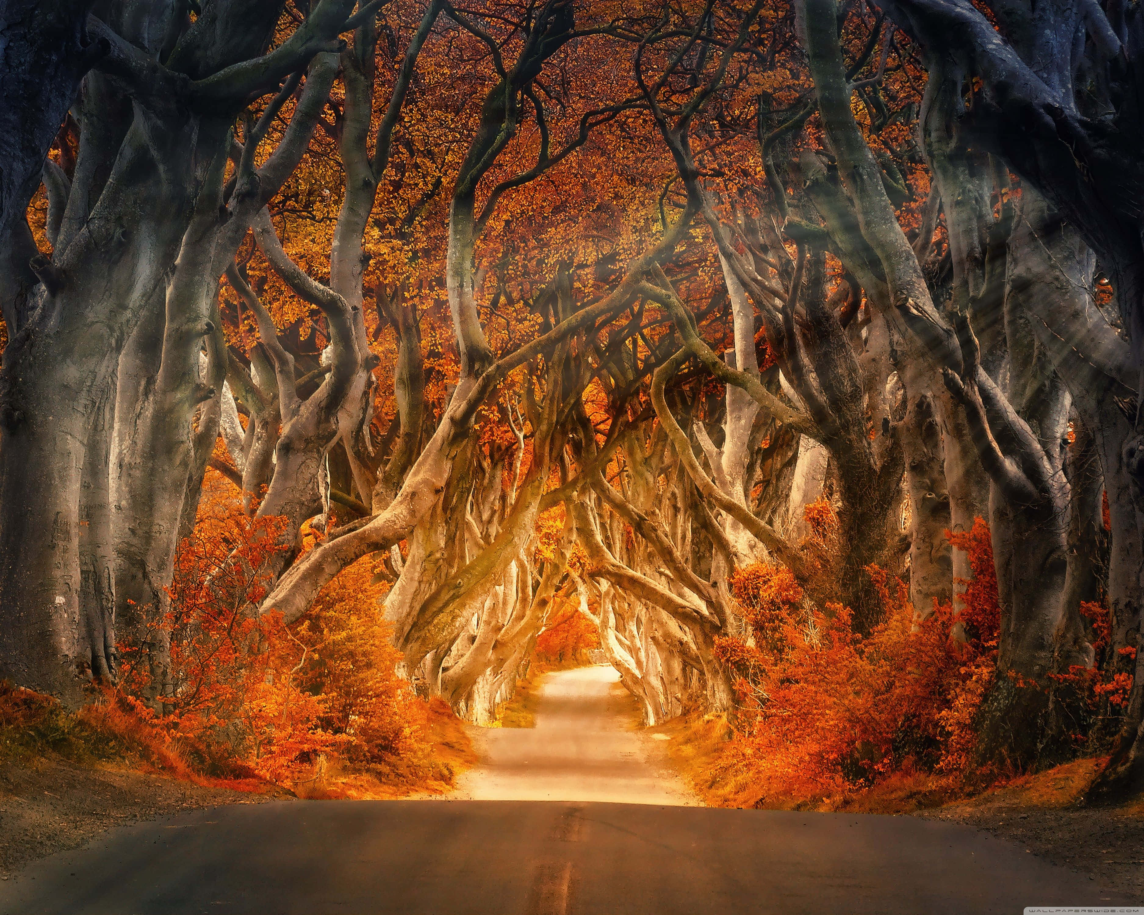 trees 桌布 壁紙 — 一條蜿蜒的道路在佈滿火紅秋葉的古老扭曲樹木形成的樹冠下溫暖地發光。