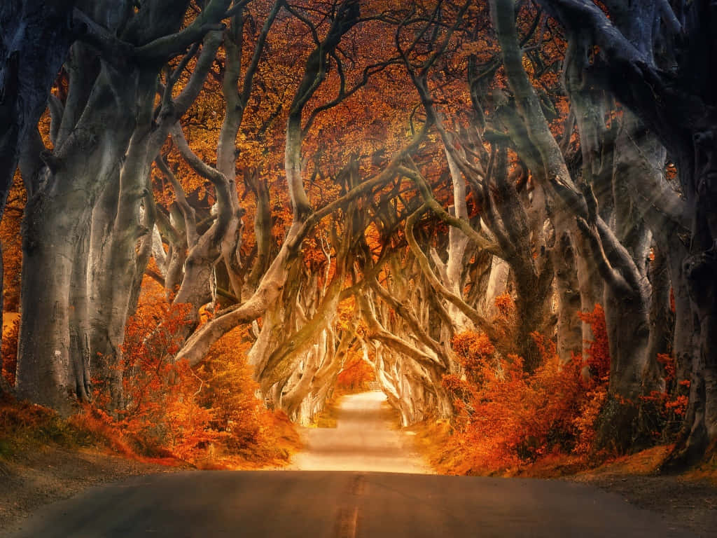 桌布 壁紙 — 一條蜿蜒的道路在古老樹木的樹冠下溫暖地發光，樹木披著火紅的秋葉。