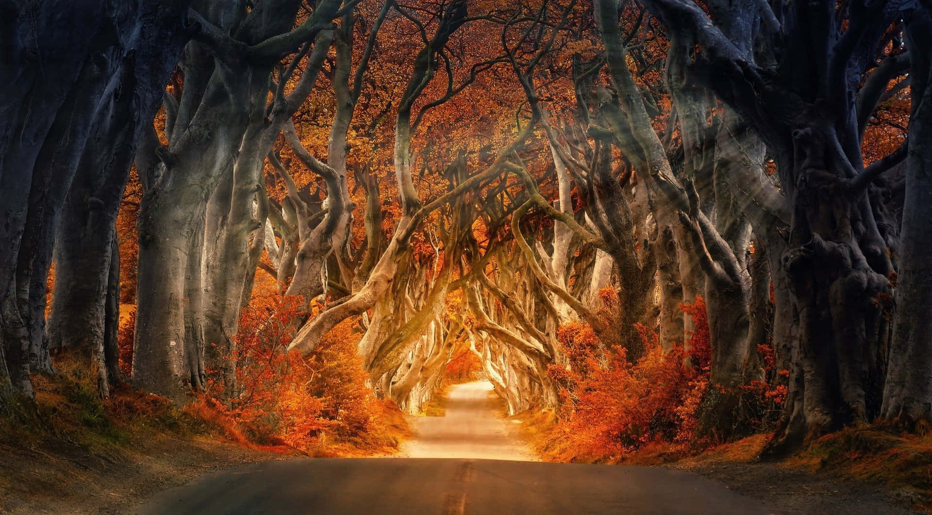 可愛秋天 桌布 壁紙 — 一條蜿蜒的道路在古老樹木的樹冠下溫暖地發光，樹木披著火紅的秋葉。