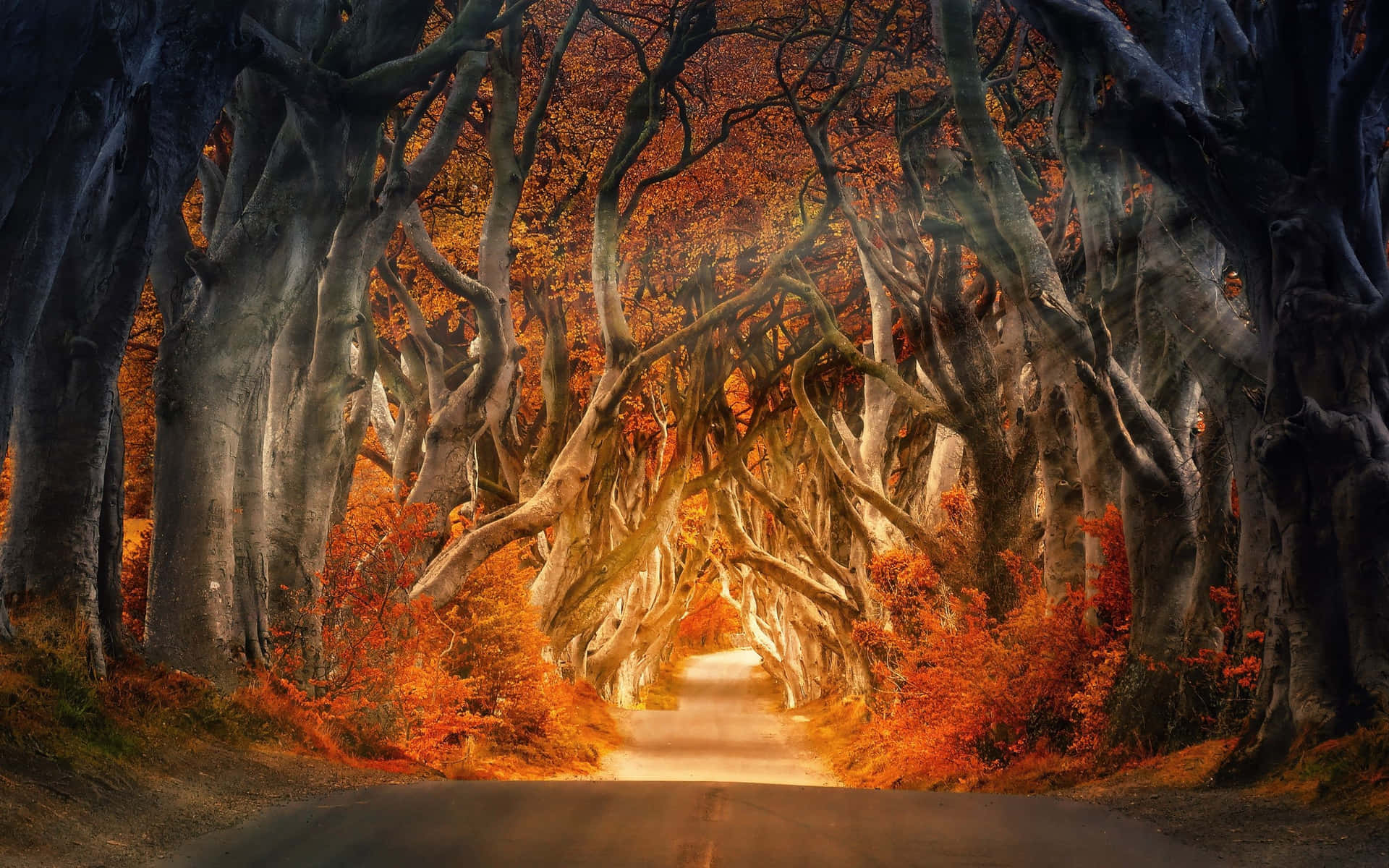 在秋樹隧道下，一條發光的道路，樹葉火紅橙黃。 — 秋天動圖 壁紙
