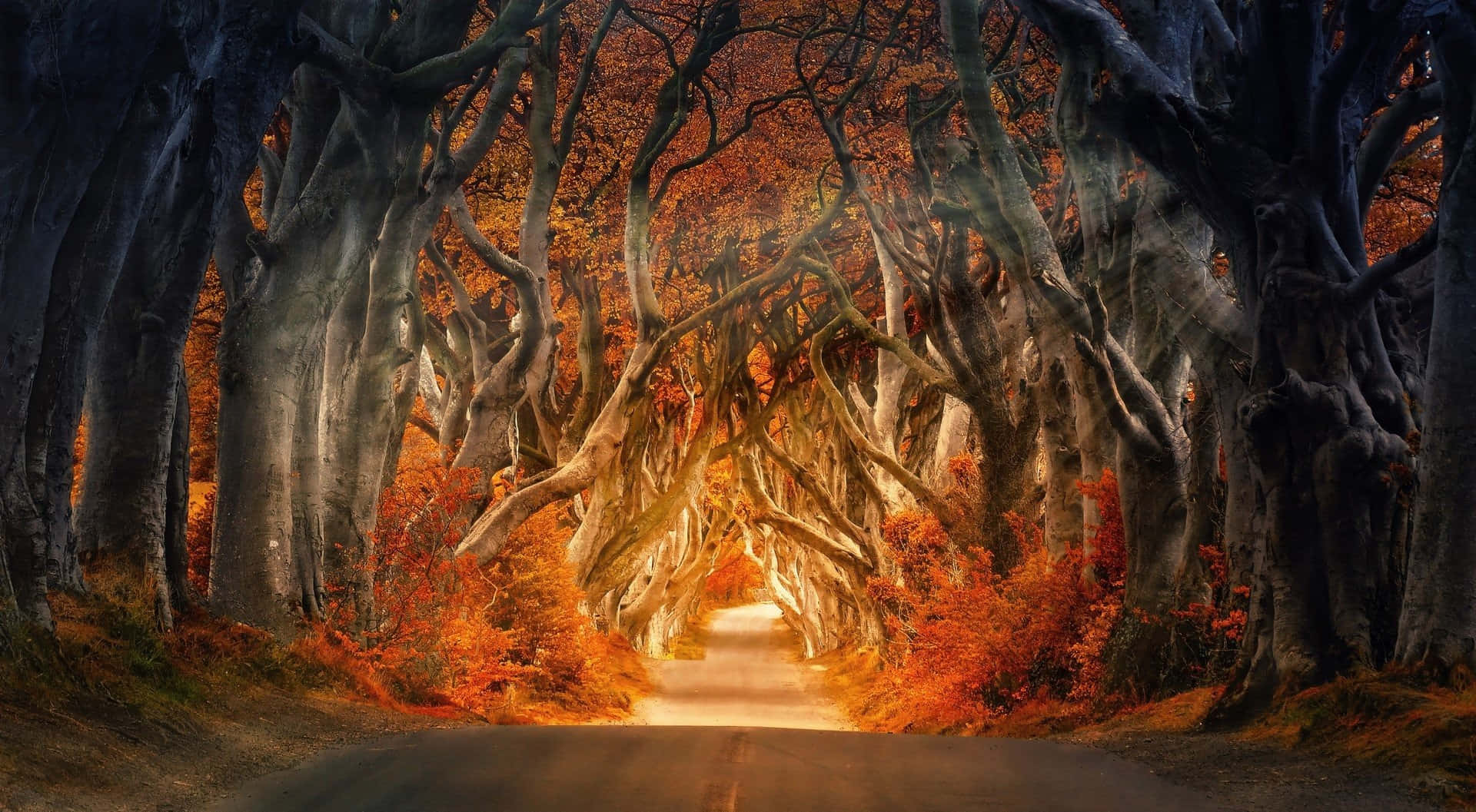 美學秋季 桌布 壁紙 — 一條蜿蜒的道路在古老樹木的樹冠下溫暖地發光，樹上掛滿了火紅的秋葉。