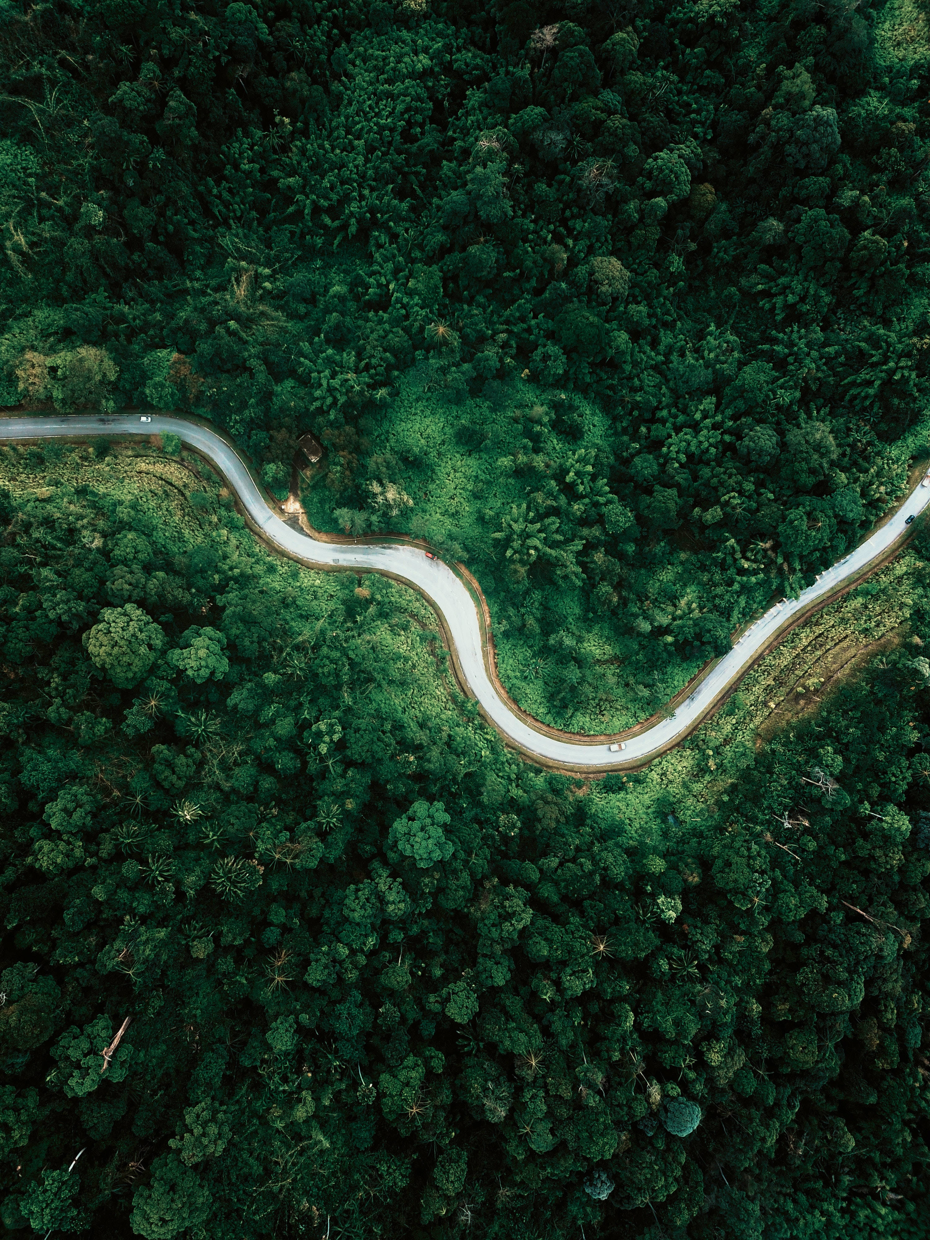 Rainforest 桌布 壁紙 — 一條蜿蜒的道路從空中俯瞰穿過茂密的翡翠森林。